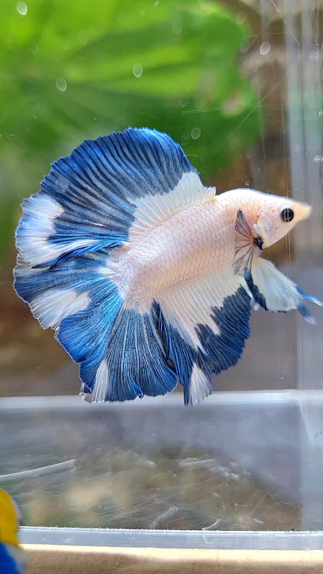 LUXURY HALFMOON DOUBLE TAIL BLUE RIM PATTERN BETTA FISH
