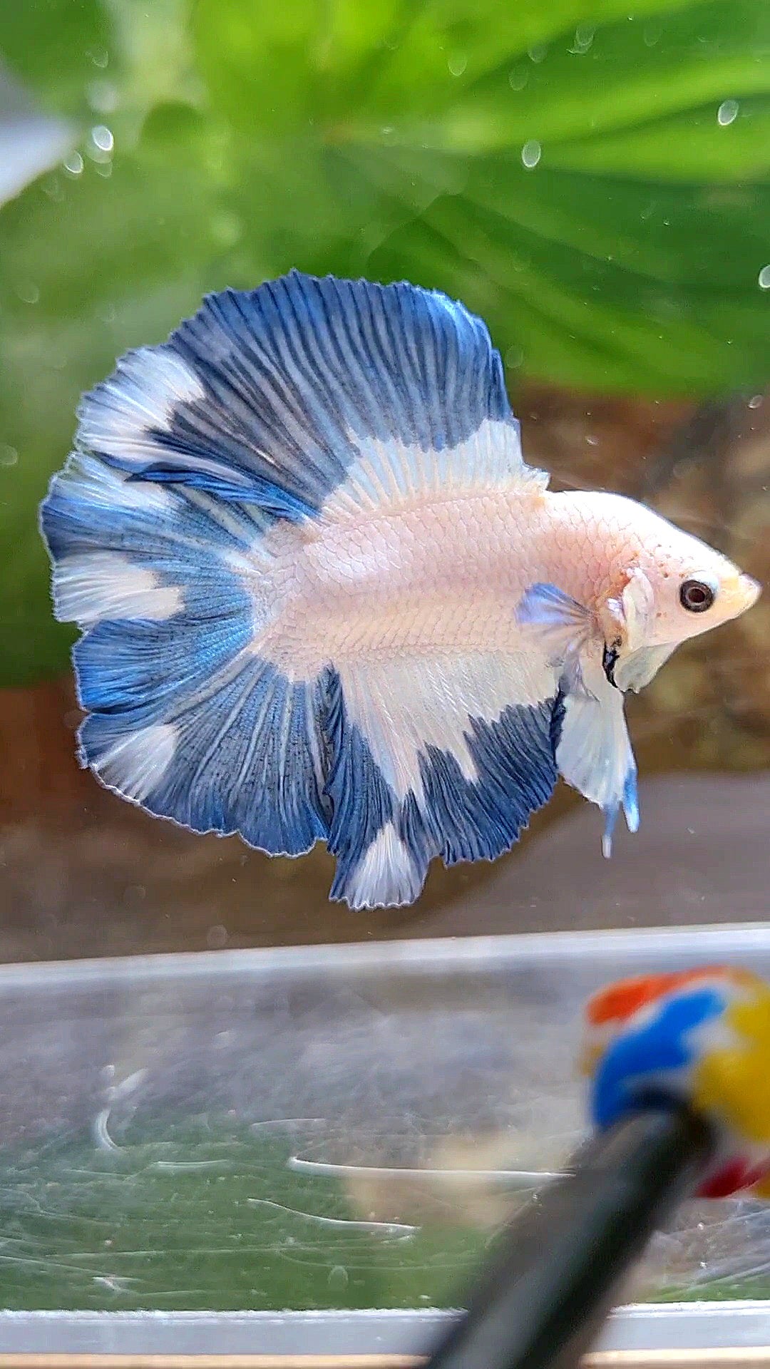 LUXURY HALFMOON DOUBLE TAIL BLUE RIM PATTERN BETTA FISH