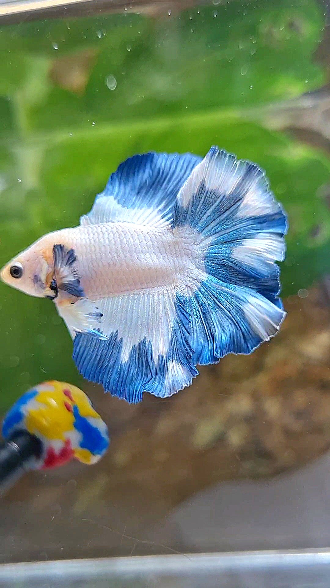 LUXURY HALFMOON DOUBLE TAIL BLUE RIM PATTERN BETTA FISH