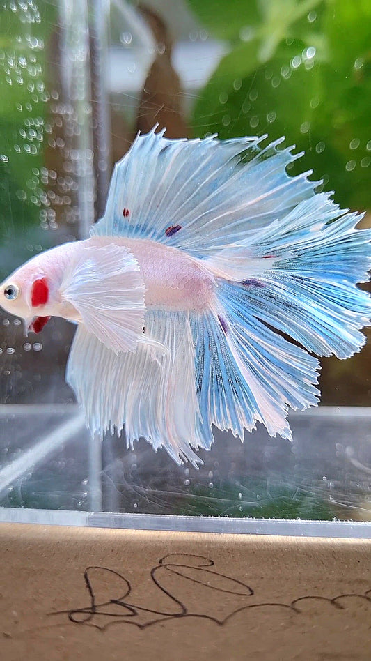 HALFMOON DOUBLE TAIL DUMBO EAR WHITE BETTA FISH