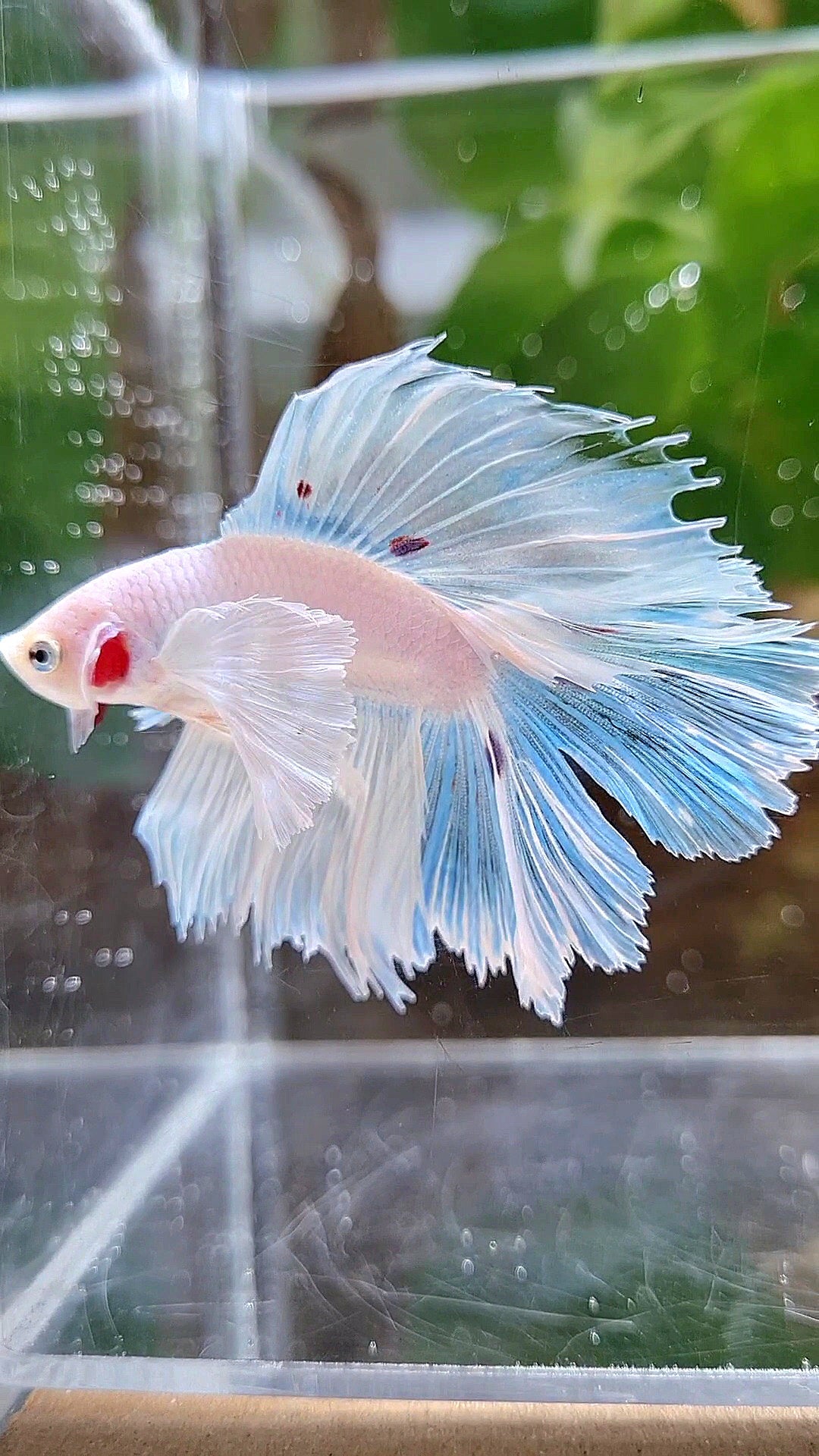 HALFMOON DOUBLE TAIL DUMBO EAR WHITE BETTA FISH