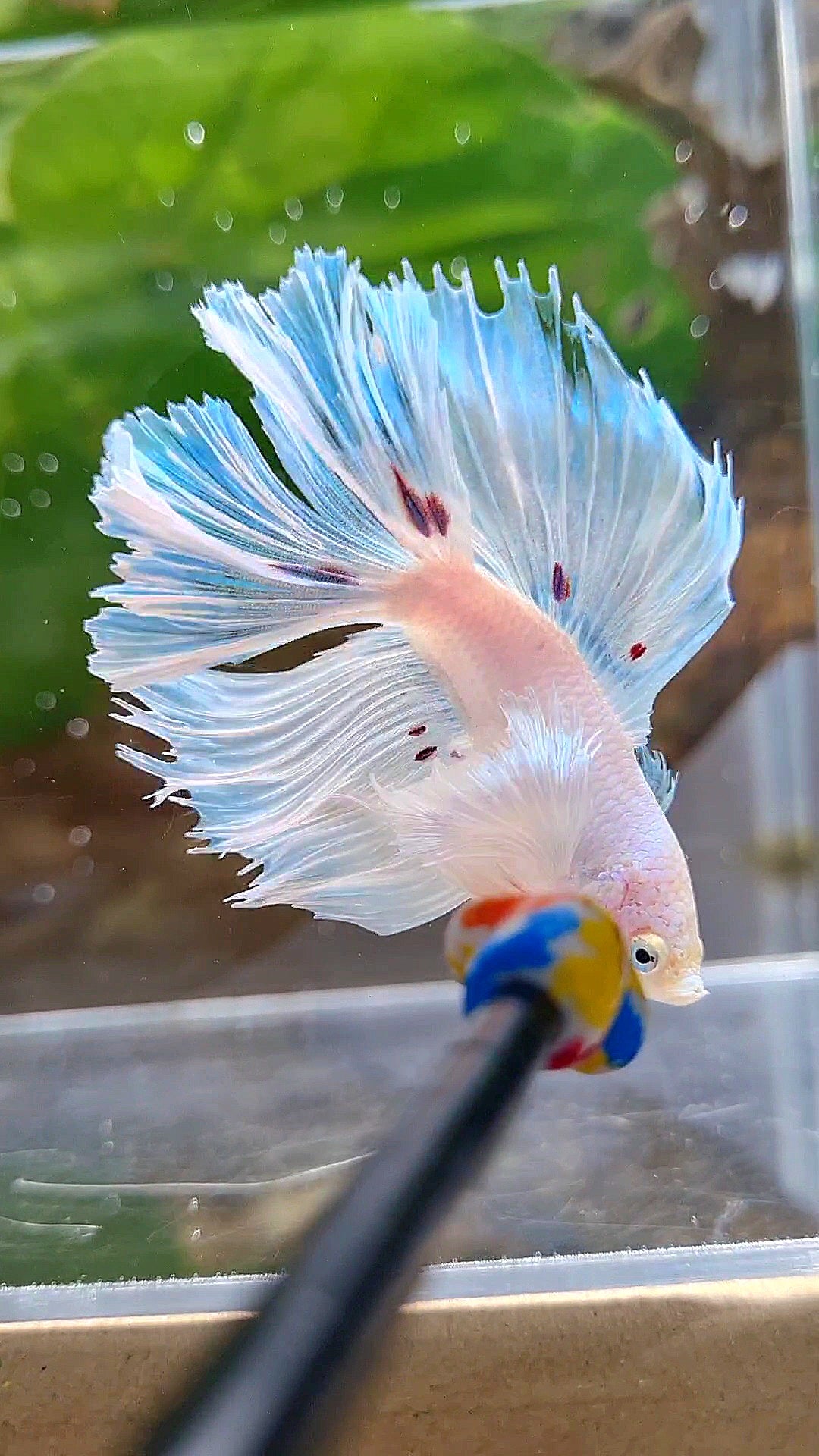 HALFMOON DOUBLE TAIL DUMBO EAR WHITE BETTA FISH