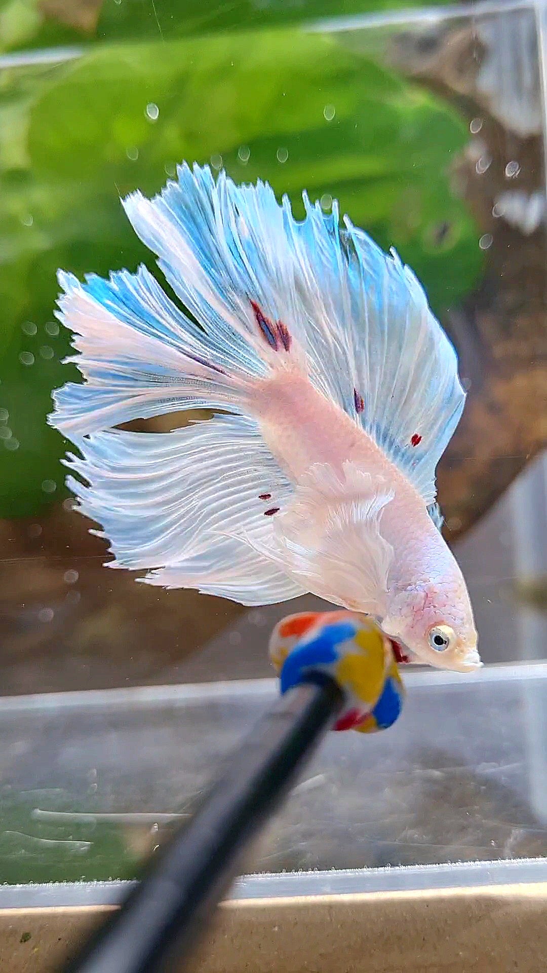 HALFMOON DOUBLE TAIL DUMBO EAR WHITE BETTA FISH