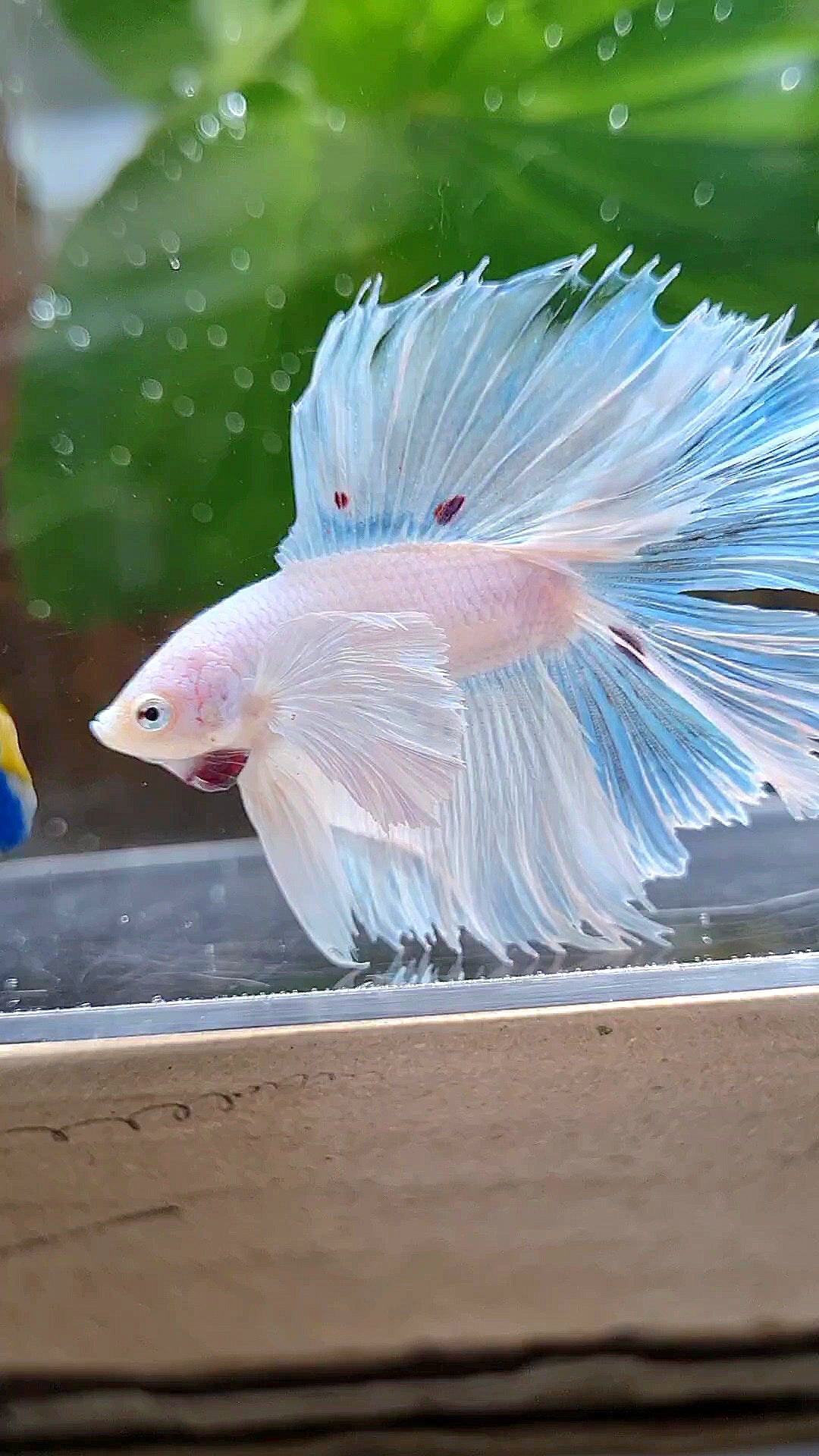 HALFMOON DOUBLE TAIL DUMBO EAR WHITE BETTA FISH