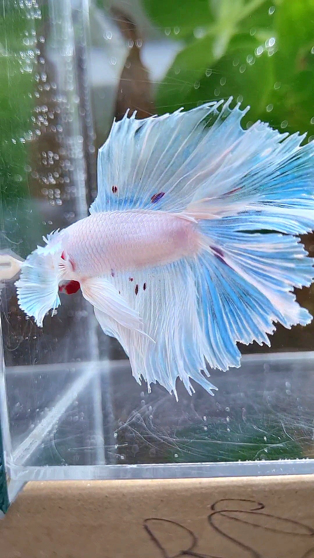 HALFMOON DOUBLE TAIL DUMBO EAR WHITE BETTA FISH