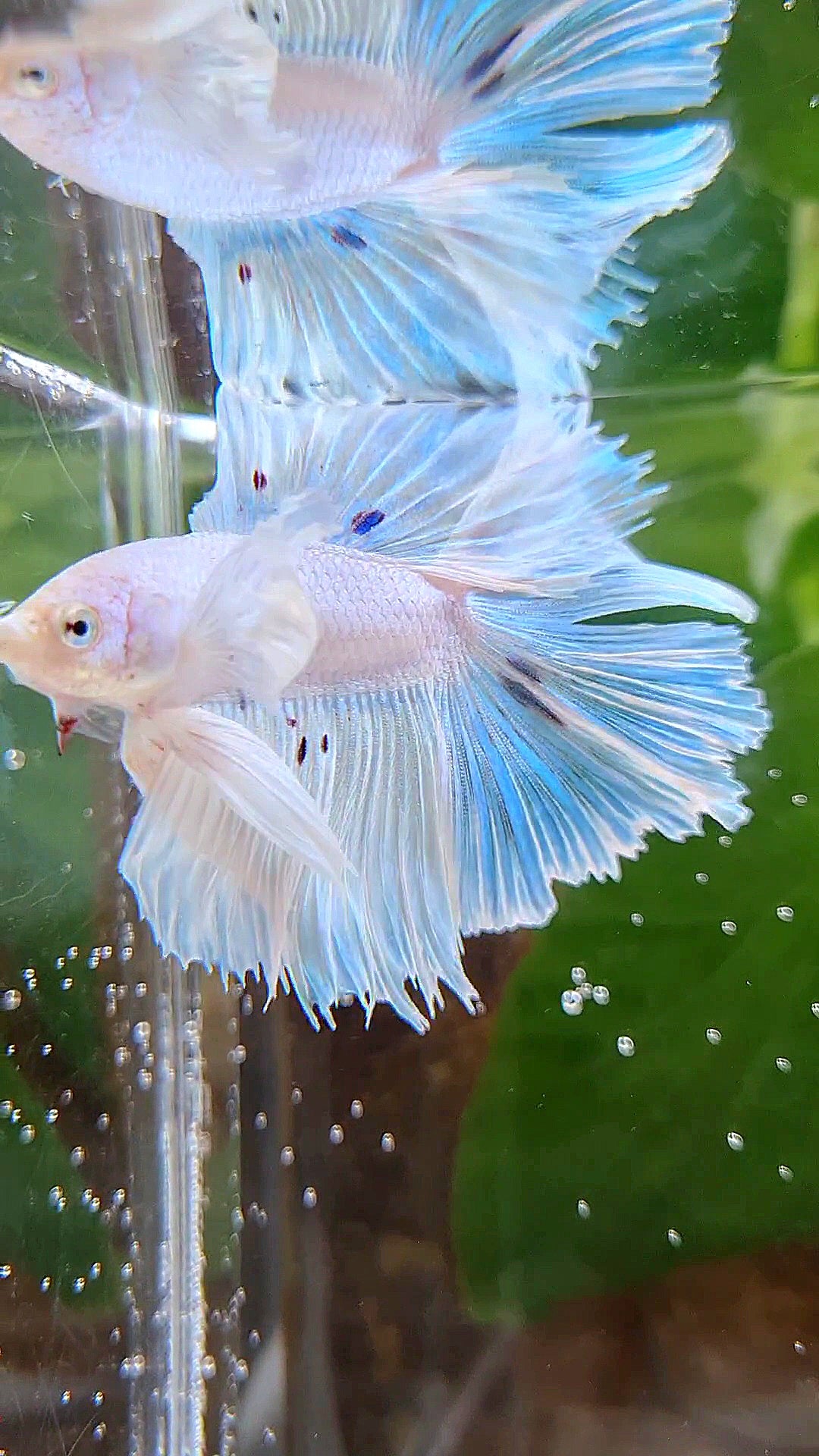 HALFMOON DOUBLE TAIL DUMBO EAR WHITE BETTA FISH