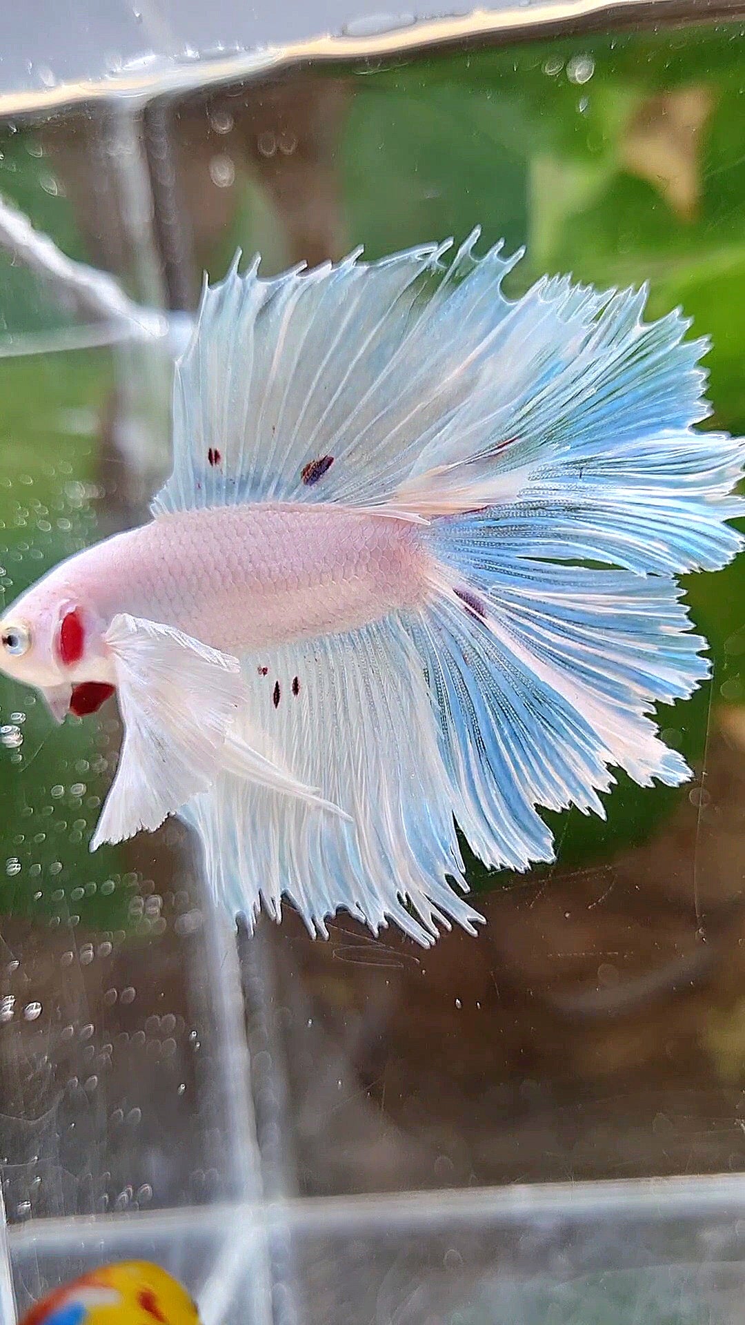 HALFMOON DOUBLE TAIL DUMBO EAR WHITE BETTA FISH