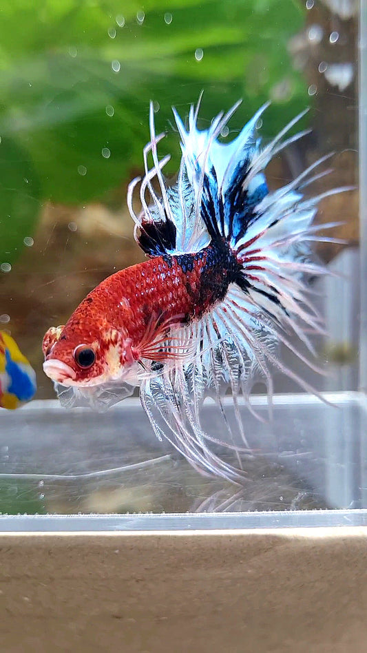 CROWNTAIL DARK RED FANCY KOI BETTA FISH