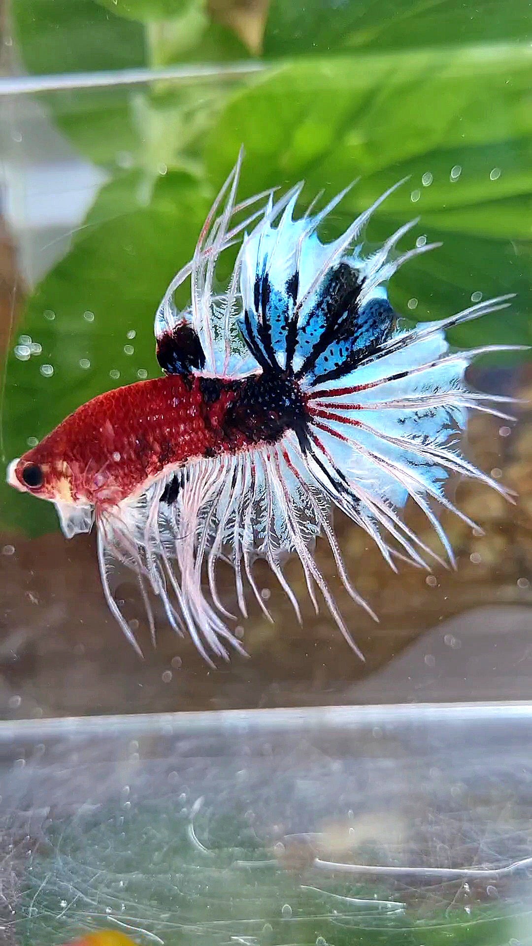 CROWNTAIL DARK RED FANCY KOI BETTA FISH