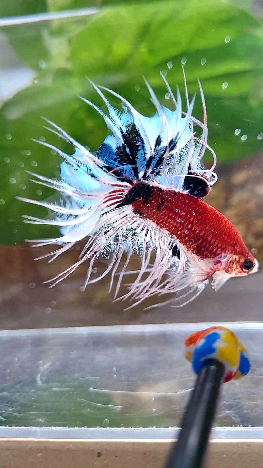CROWNTAIL DARK RED FANCY KOI BETTA FISH