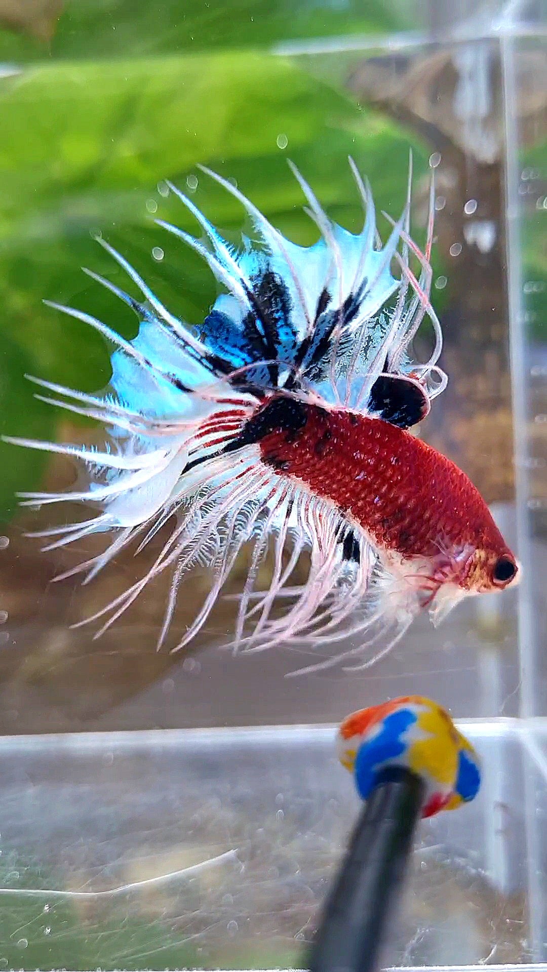 CROWNTAIL DARK RED FANCY KOI BETTA FISH