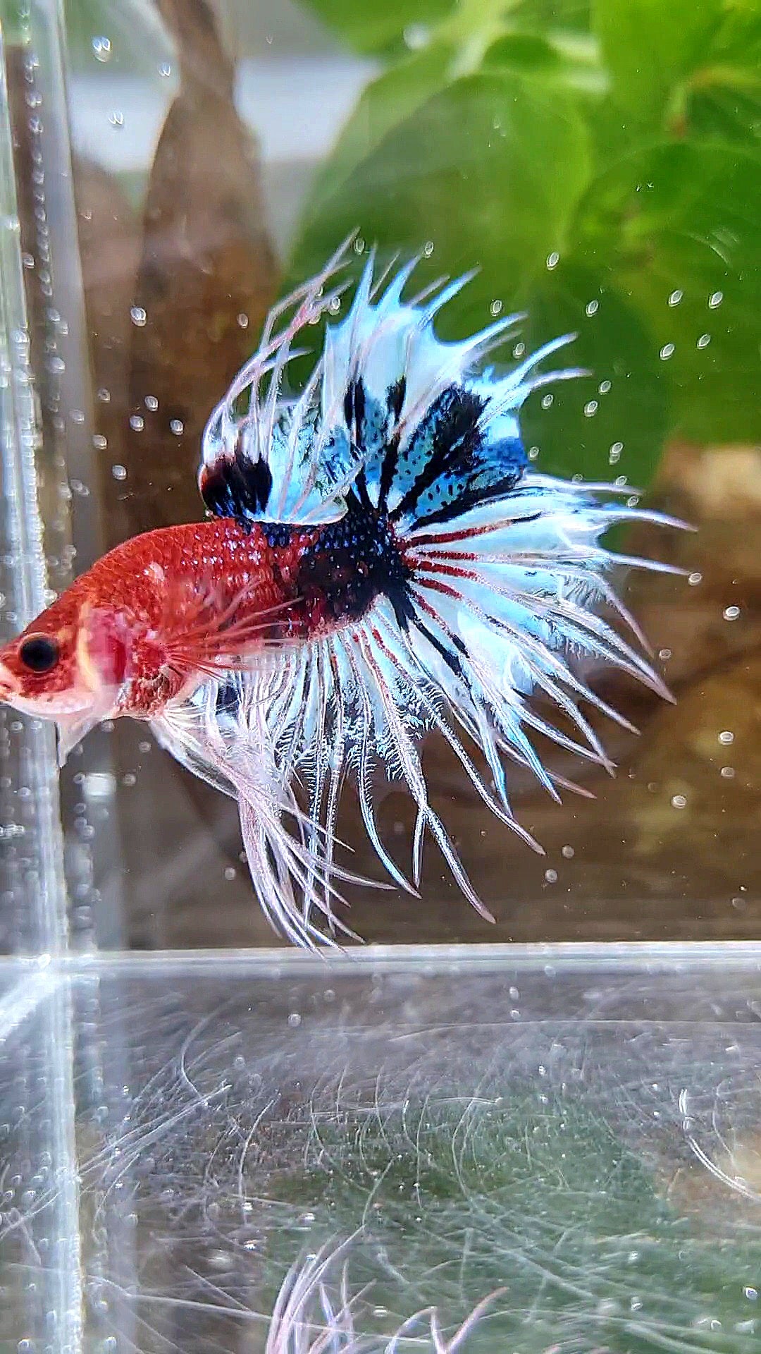 CROWNTAIL DARK RED FANCY KOI BETTA FISH