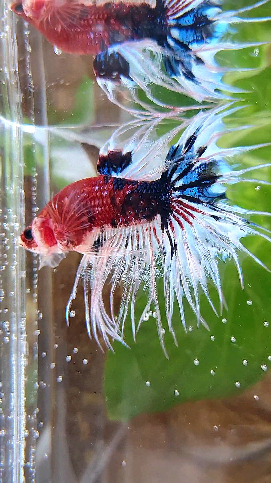 CROWNTAIL DARK RED FANCY KOI BETTA FISH