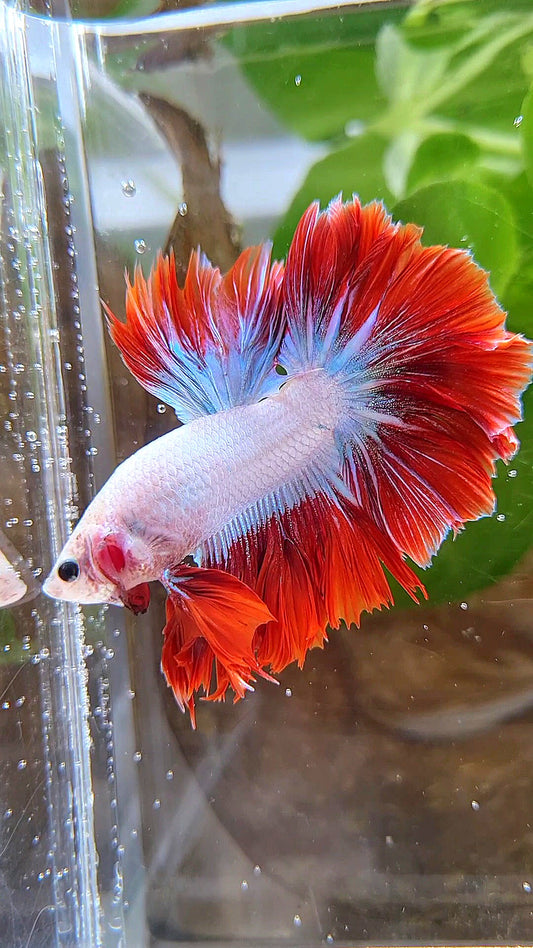 KING ROSETAIL HALFMOON PURPLE RED MASCOT BETTA FISH
