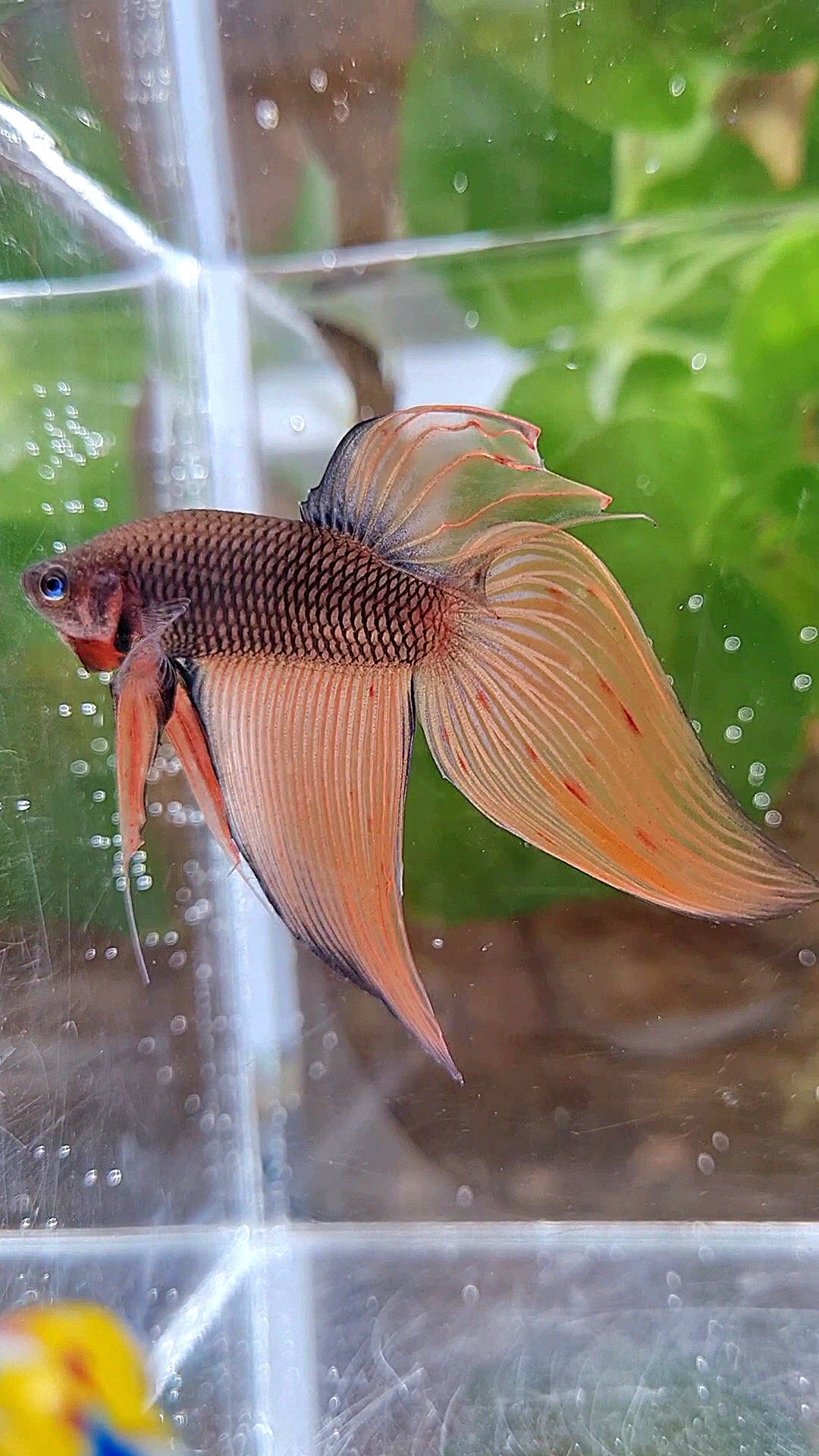 VEILTAIL DARK ORANGE ARMAGEDDON BETTA FISH