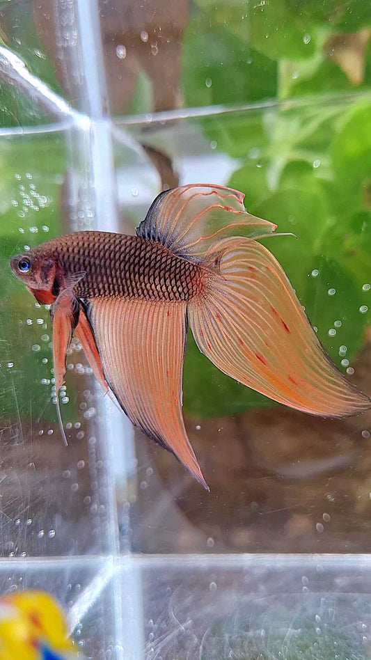 VEILTAIL DARK ORANGE ARMAGEDDON BETTA FISH