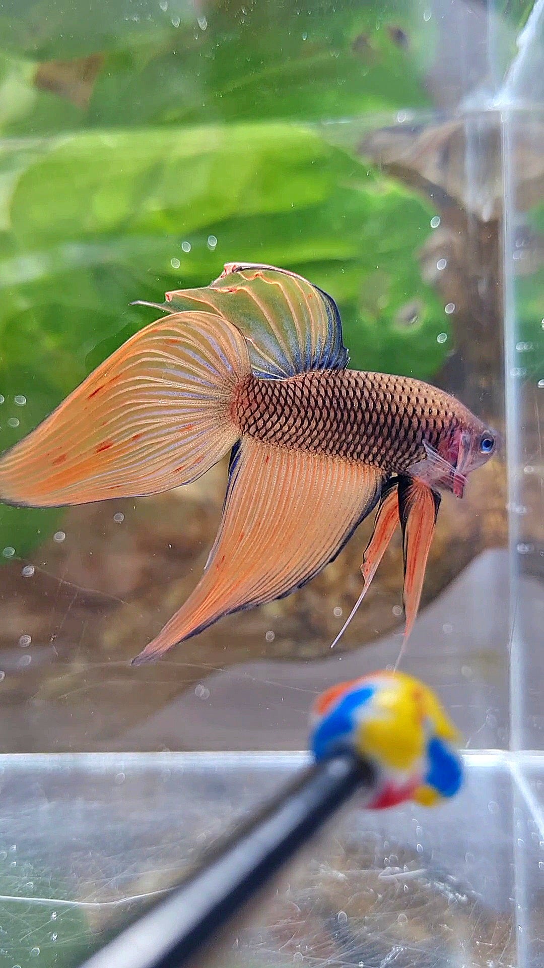 VEILTAIL DARK ORANGE ARMAGEDDON BETTA FISH