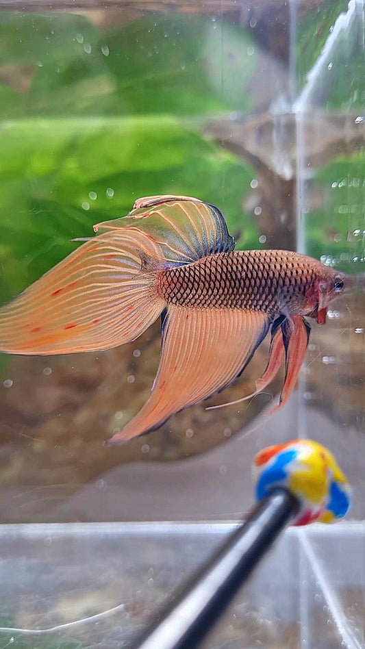 VEILTAIL DARK ORANGE ARMAGEDDON BETTA FISH