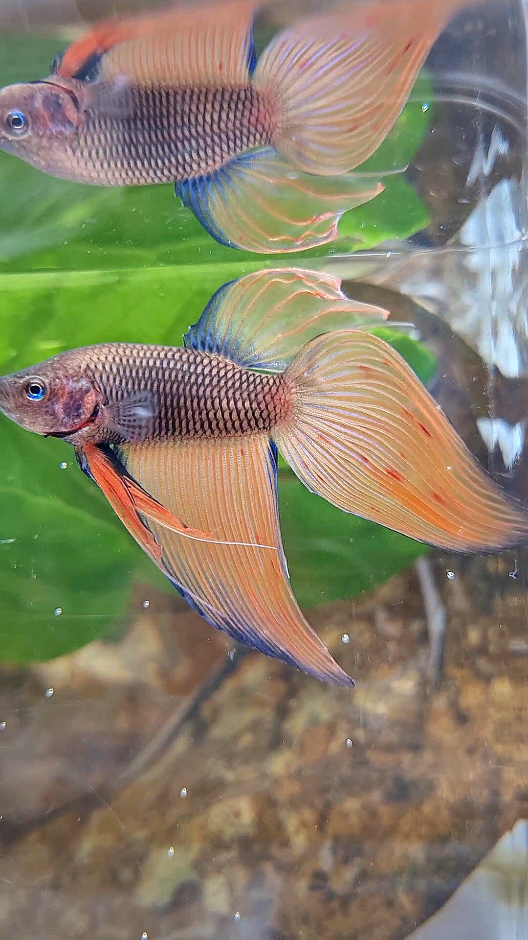 VEILTAIL DARK ORANGE ARMAGEDDON BETTA FISH