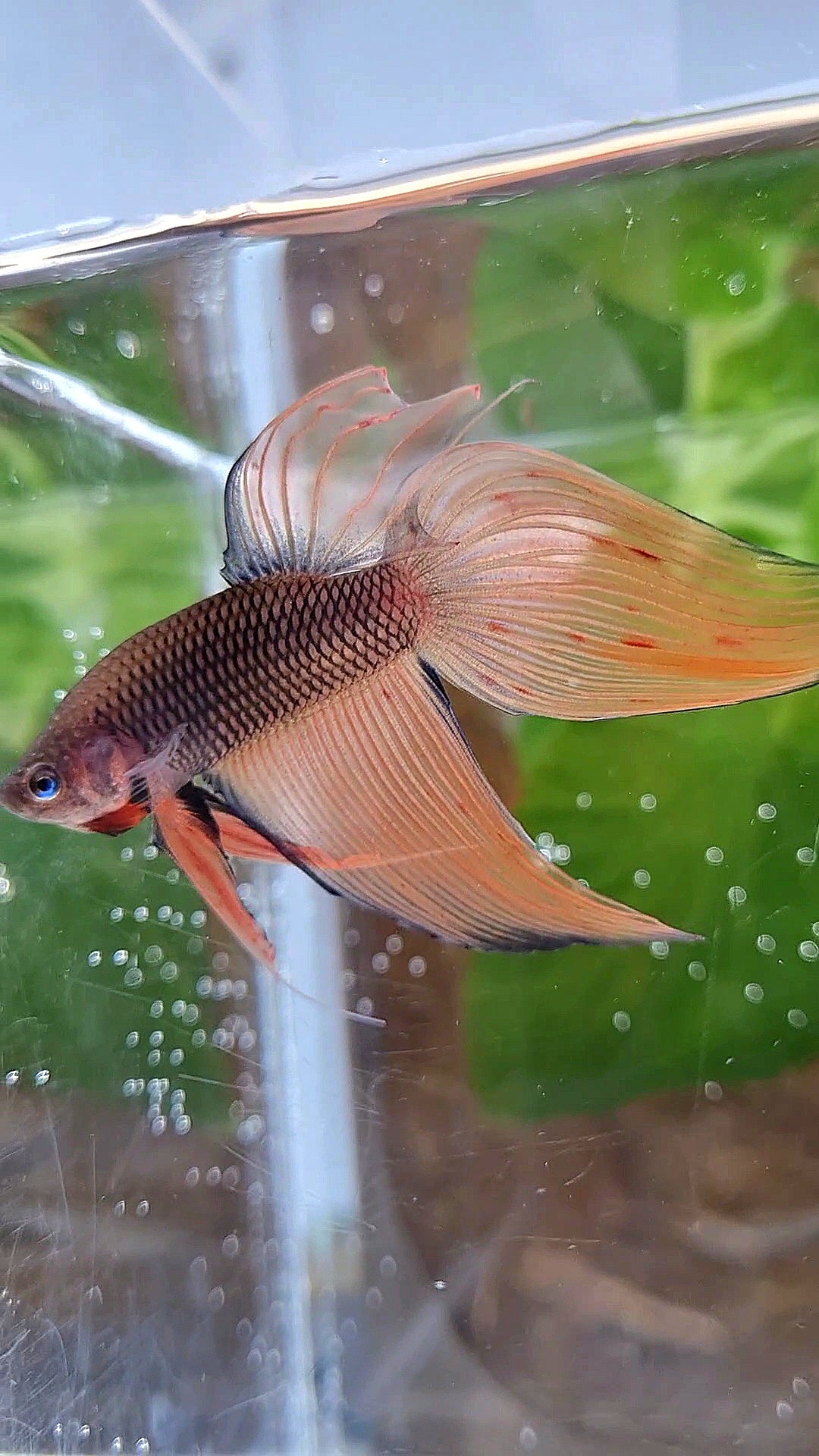 VEILTAIL DARK ORANGE ARMAGEDDON BETTA FISH