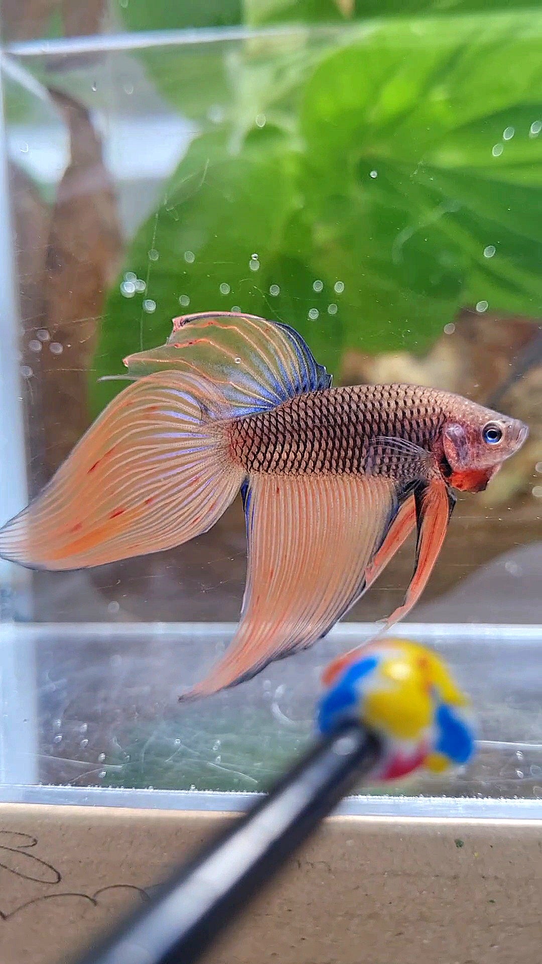 VEILTAIL DARK ORANGE ARMAGEDDON BETTA FISH