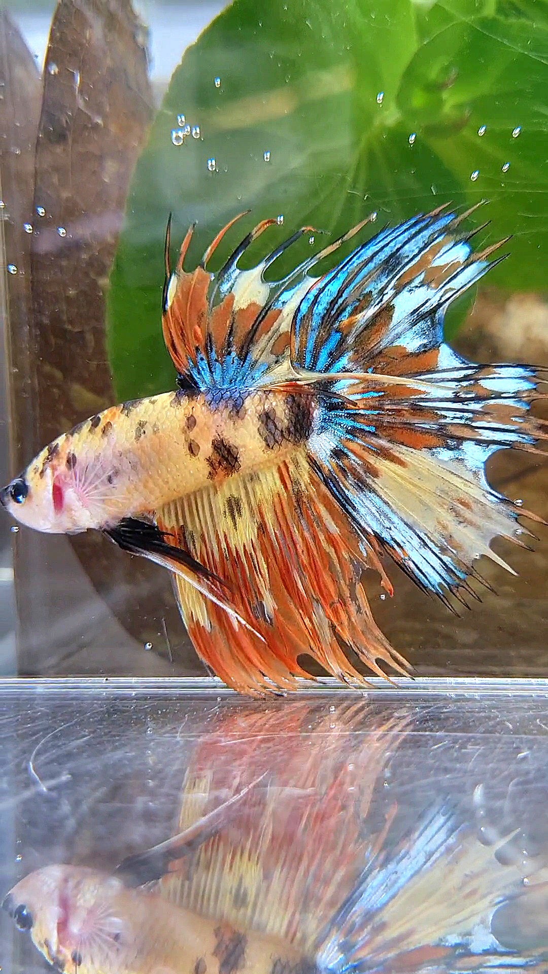 CROWNTAIL HALFSUN SUPER MULTICOLOR YELLOW ORANGE BETTA FISH