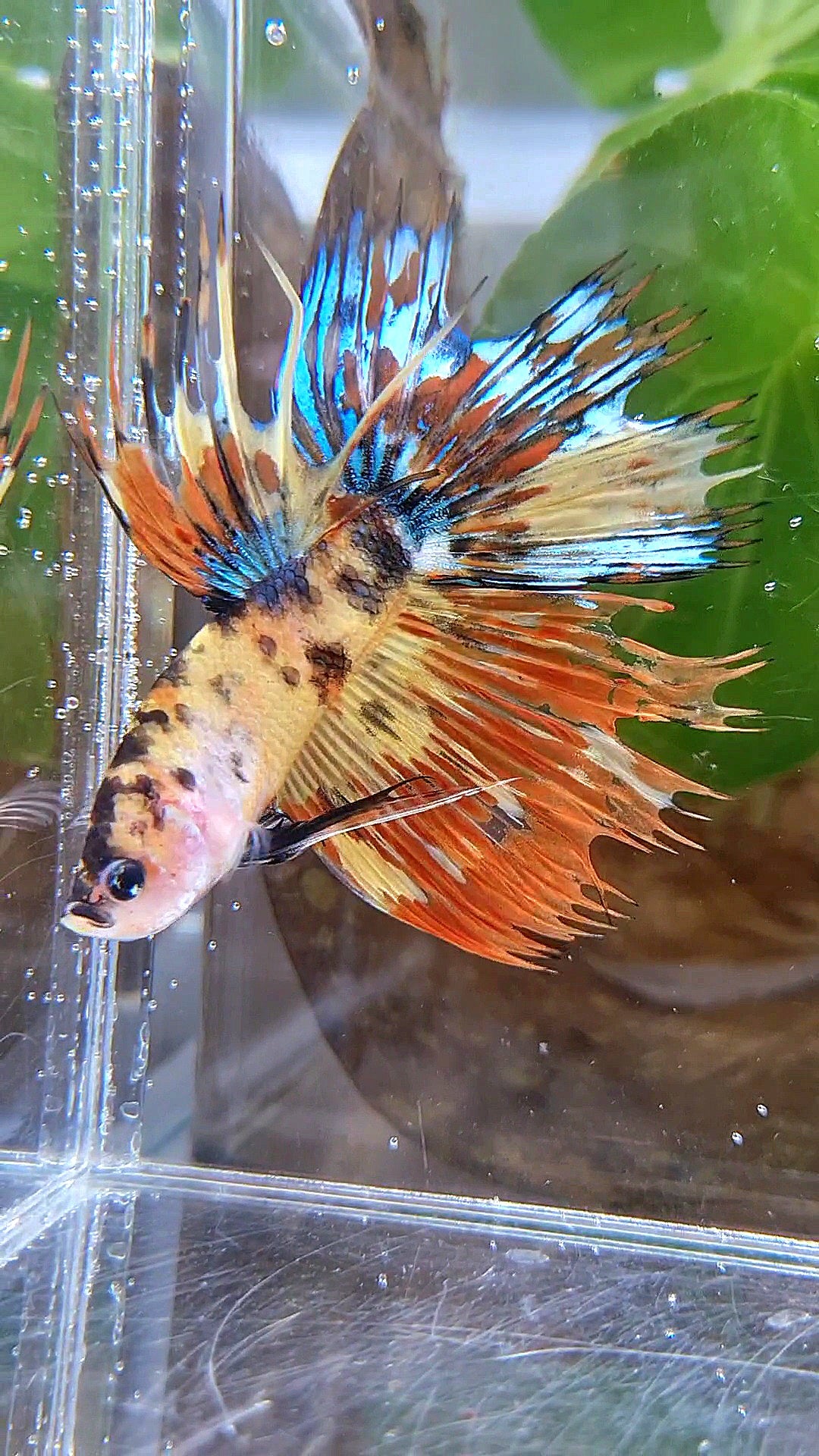 CROWNTAIL HALFSUN SUPER MULTICOLOR YELLOW ORANGE BETTA FISH