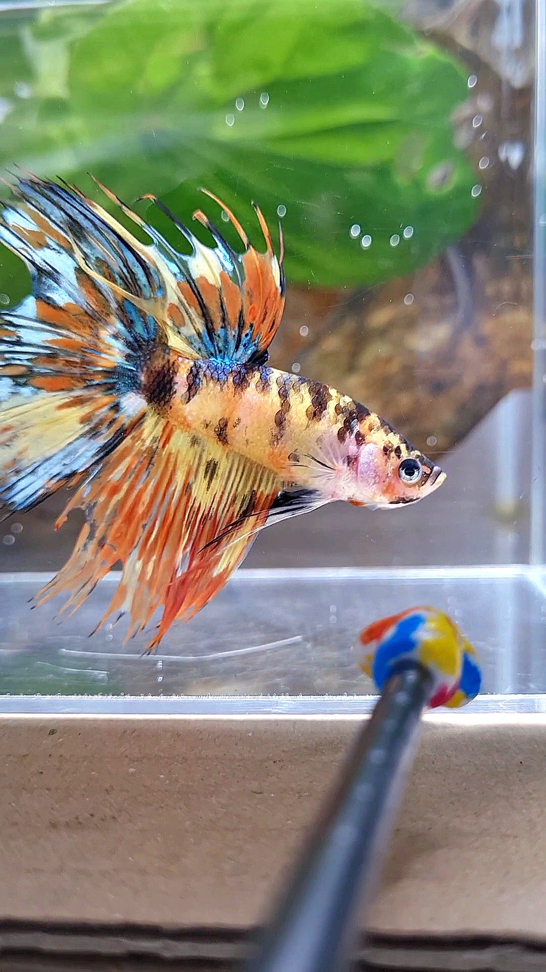 CROWNTAIL HALFSUN SUPER MULTICOLOR YELLOW ORANGE BETTA FISH
