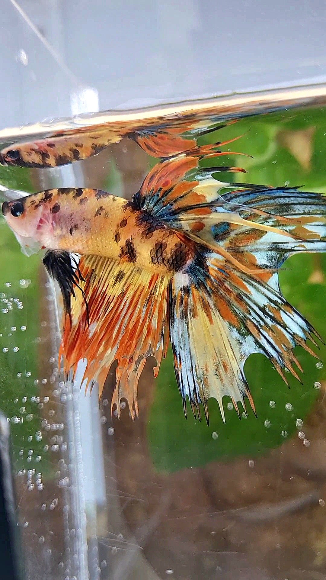 CROWNTAIL HALFSUN SUPER MULTICOLOR YELLOW ORANGE BETTA FISH
