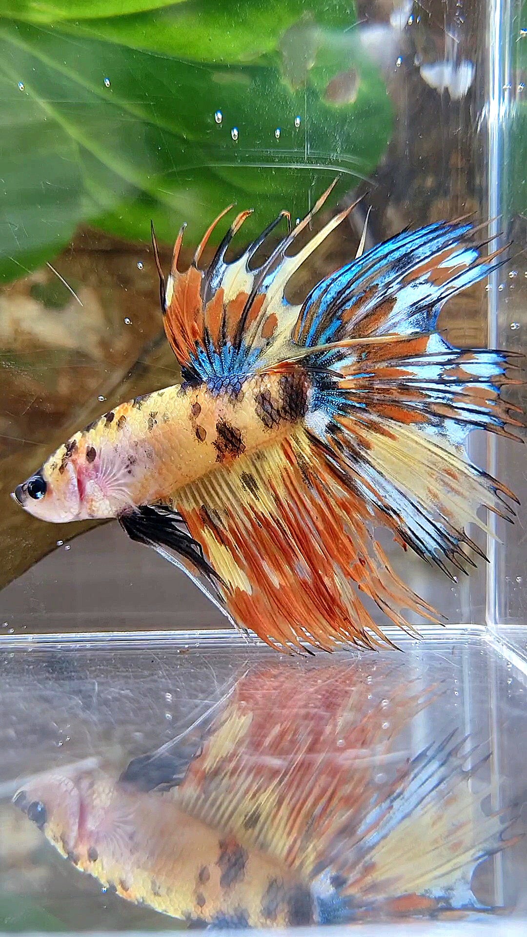 CROWNTAIL HALFSUN SUPER MULTICOLOR YELLOW ORANGE BETTA FISH