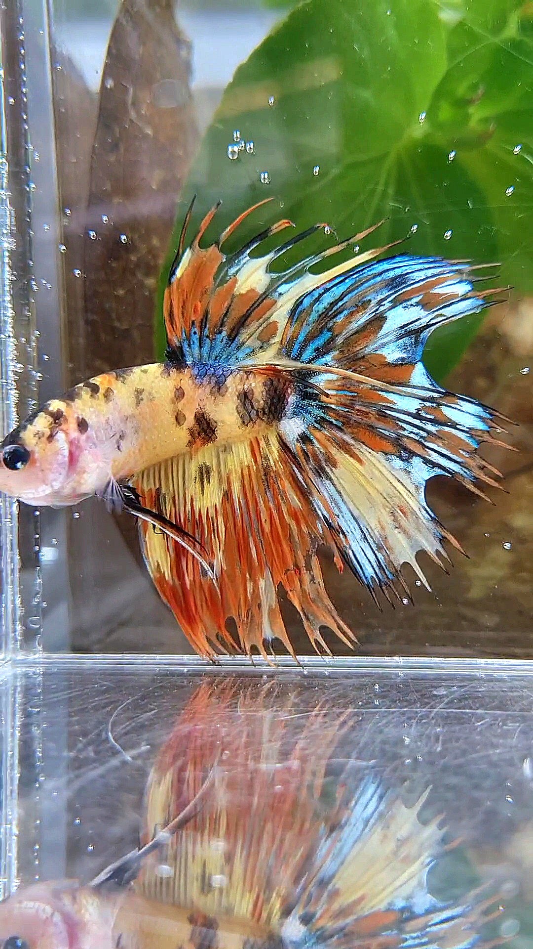 CROWNTAIL HALFSUN SUPER MULTICOLOR YELLOW ORANGE BETTA FISH