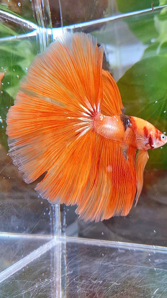 HALFMOON ROSETAIL ORANGE KOI FIRE WILD BETTA FISH