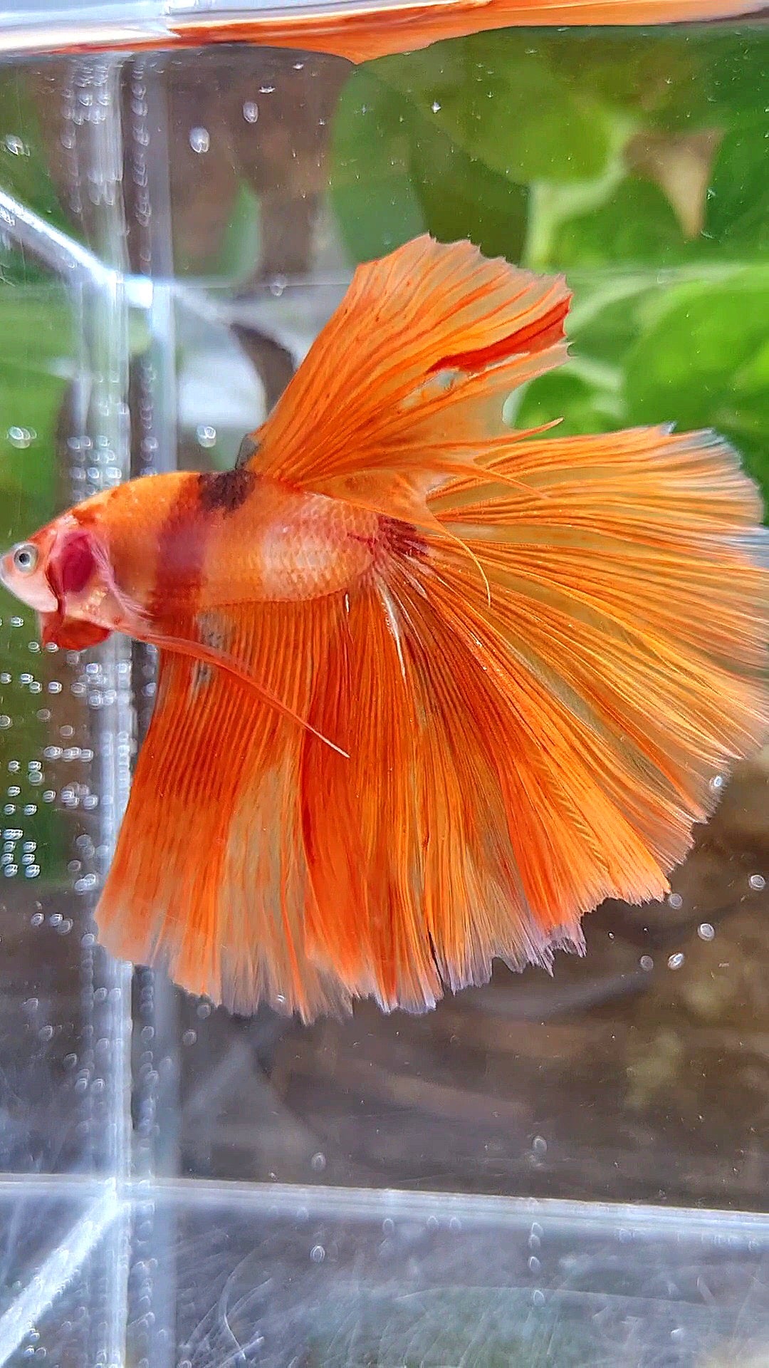 HALFMOON ROSETAIL ORANGE KOI FIRE WILD BETTA FISH