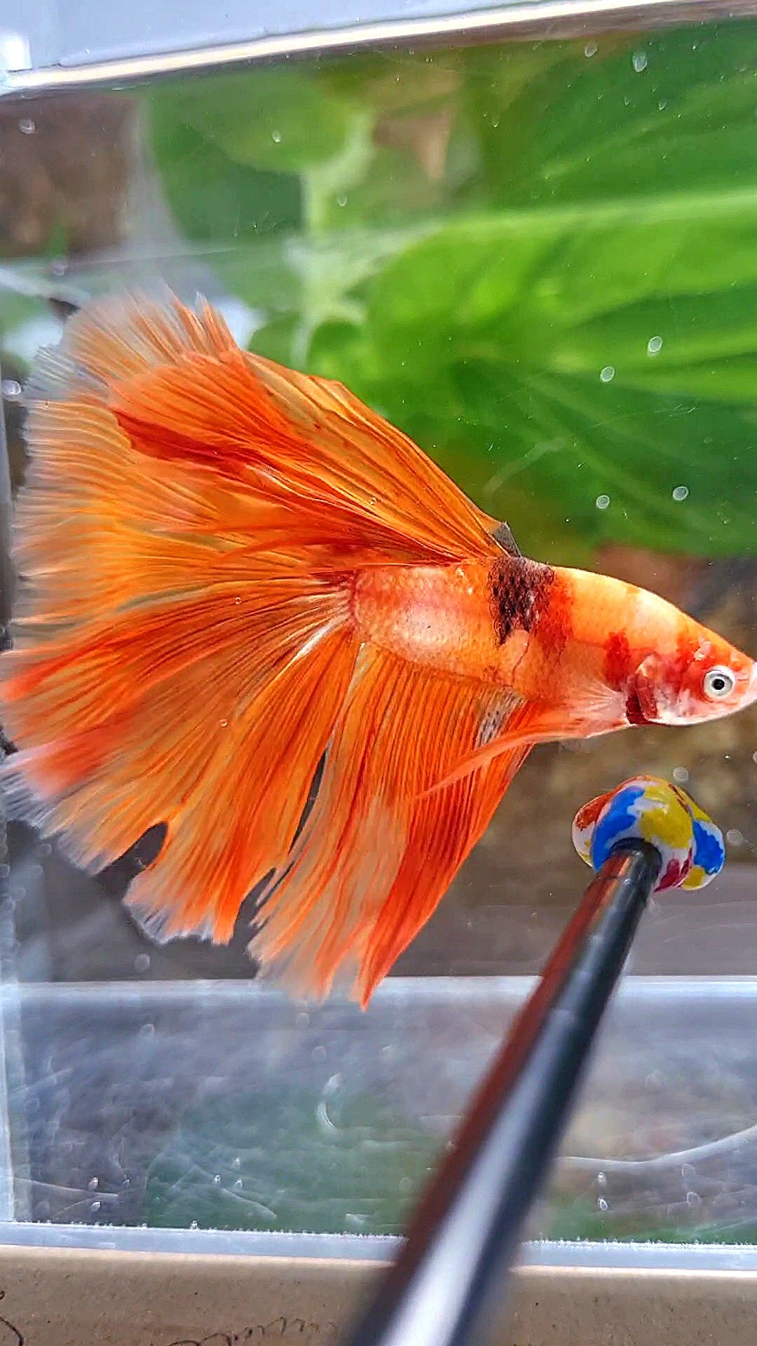 HALFMOON ROSETAIL ORANGE KOI FIRE WILD BETTA FISH