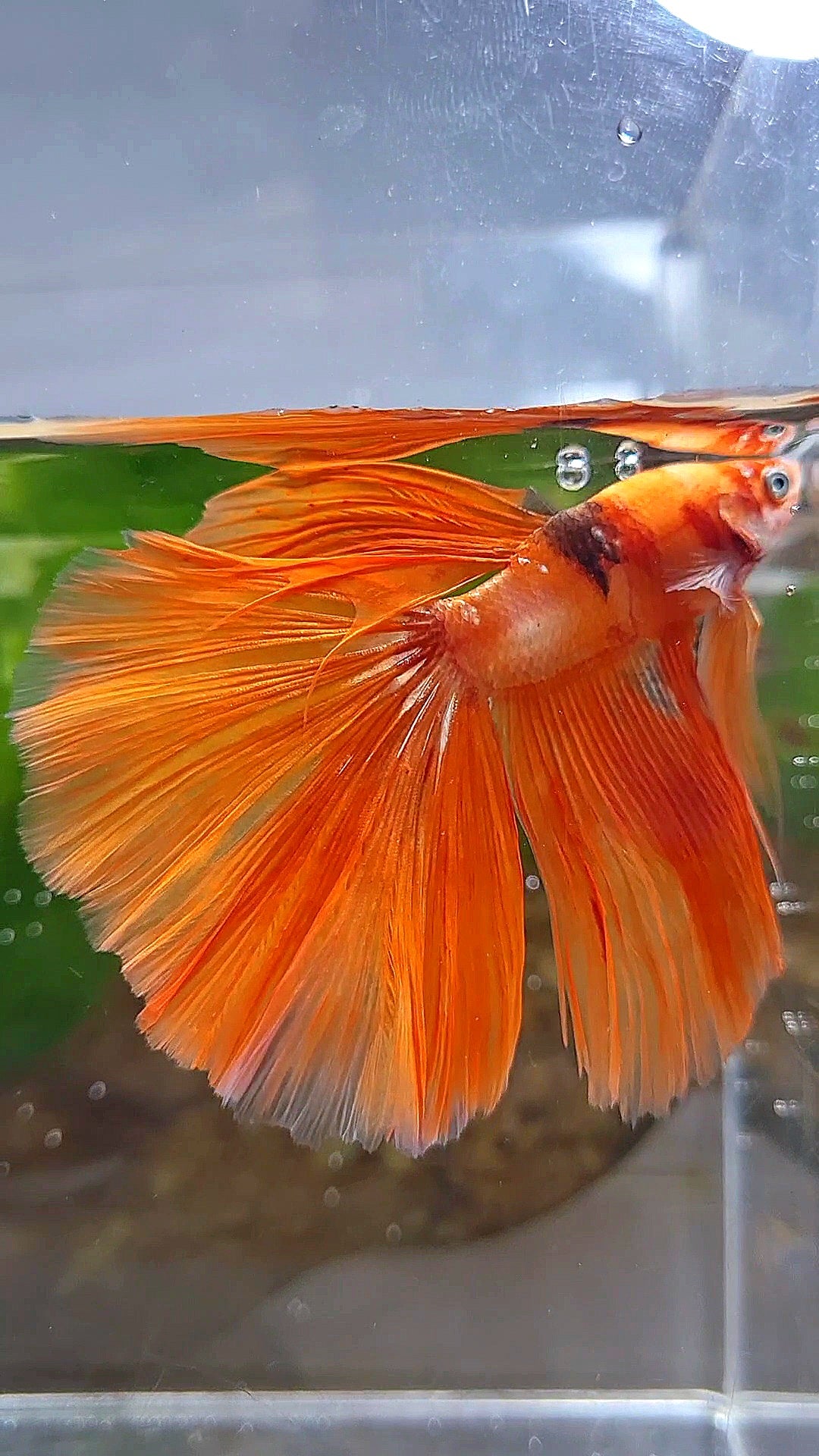HALFMOON ROSETAIL ORANGE KOI FIRE WILD BETTA FISH