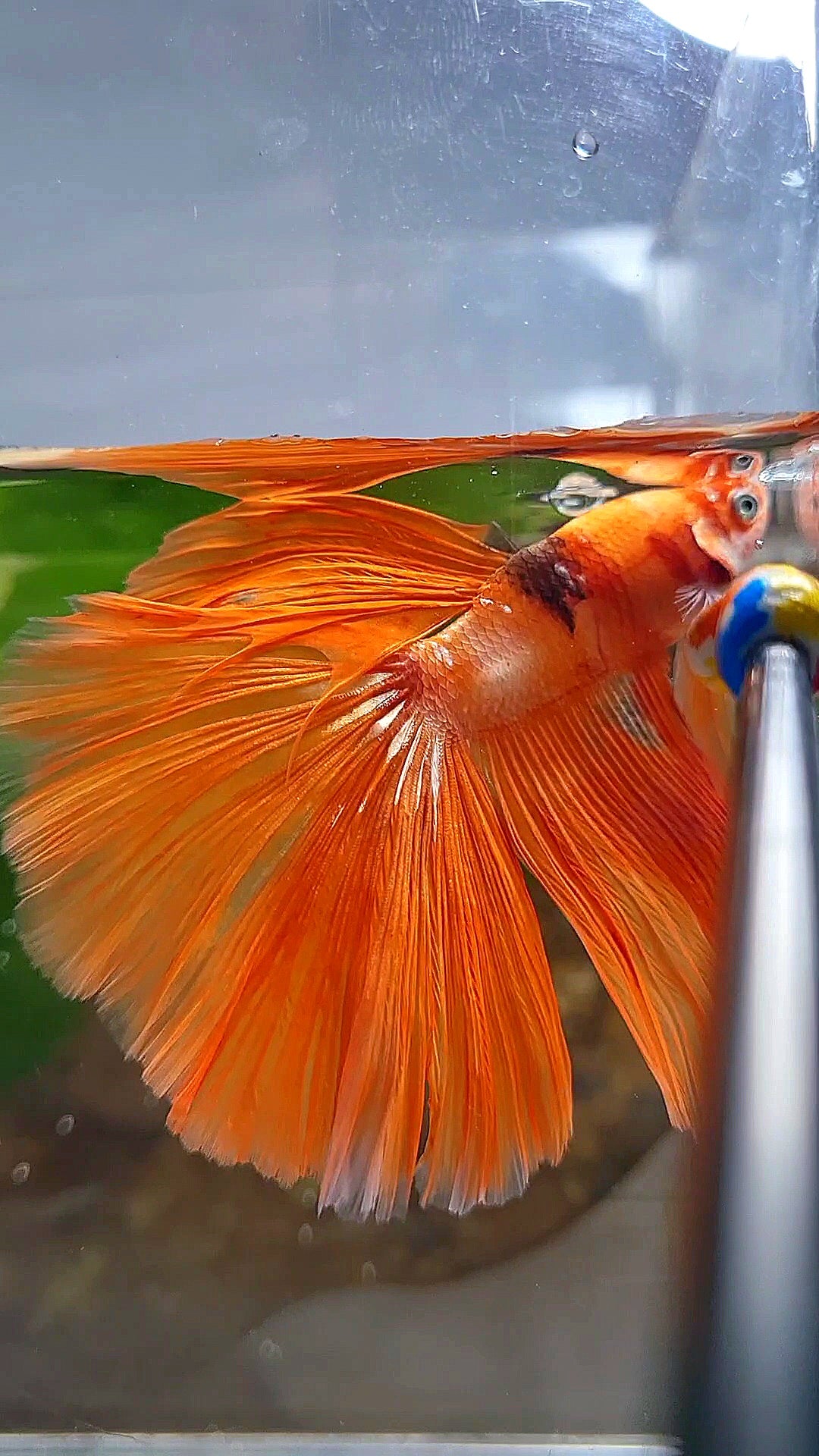 HALFMOON ROSETAIL ORANGE KOI FIRE WILD BETTA FISH