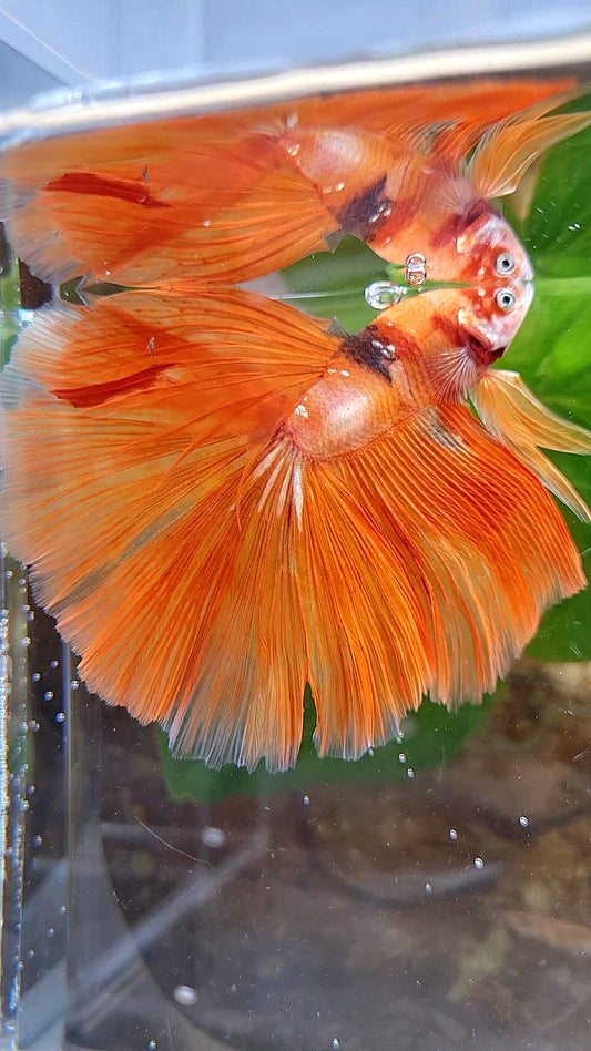 HALFMOON ROSETAIL ORANGE KOI FIRE WILD BETTA FISH
