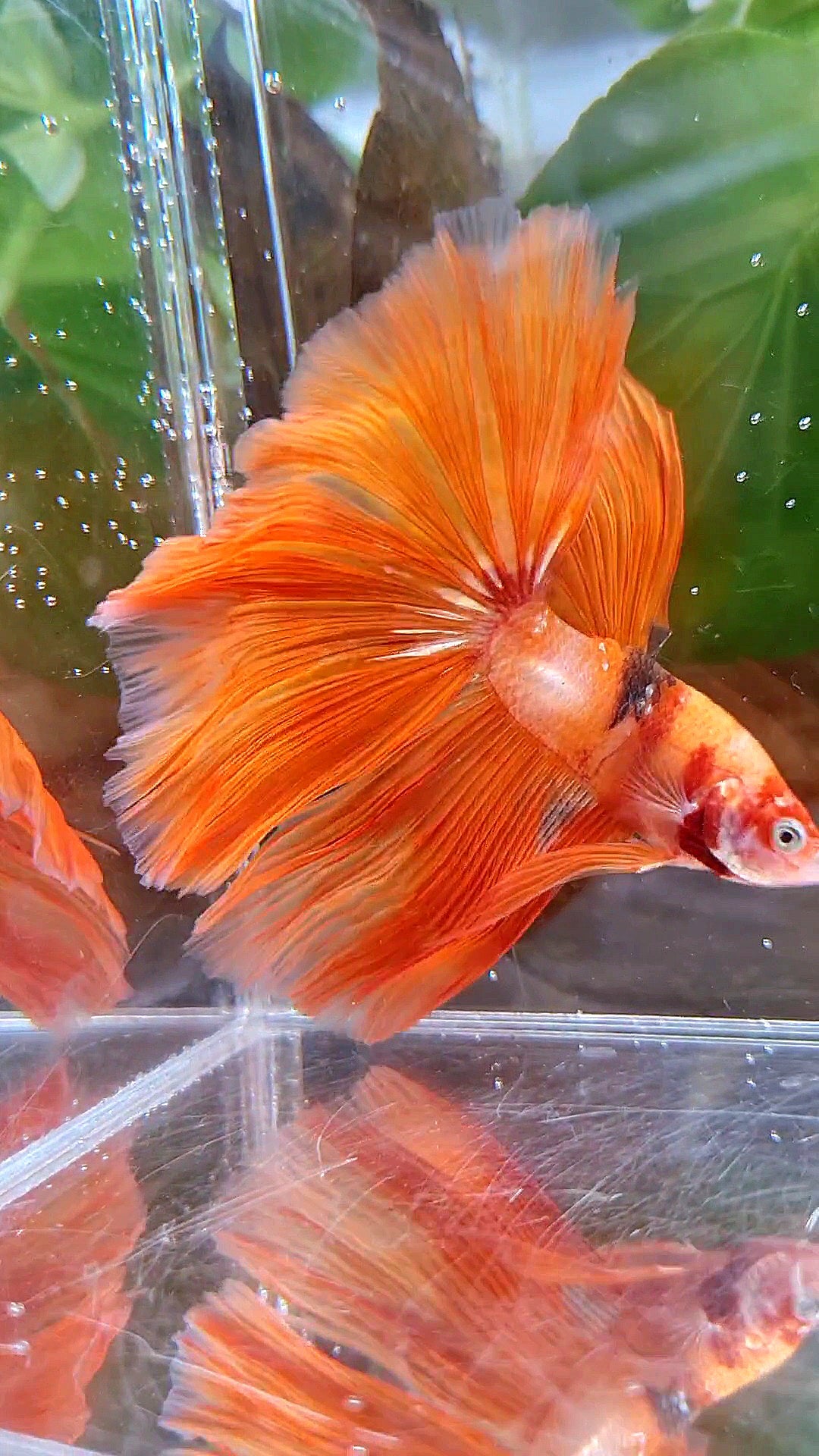 HALFMOON ROSETAIL ORANGE KOI FIRE WILD BETTA FISH