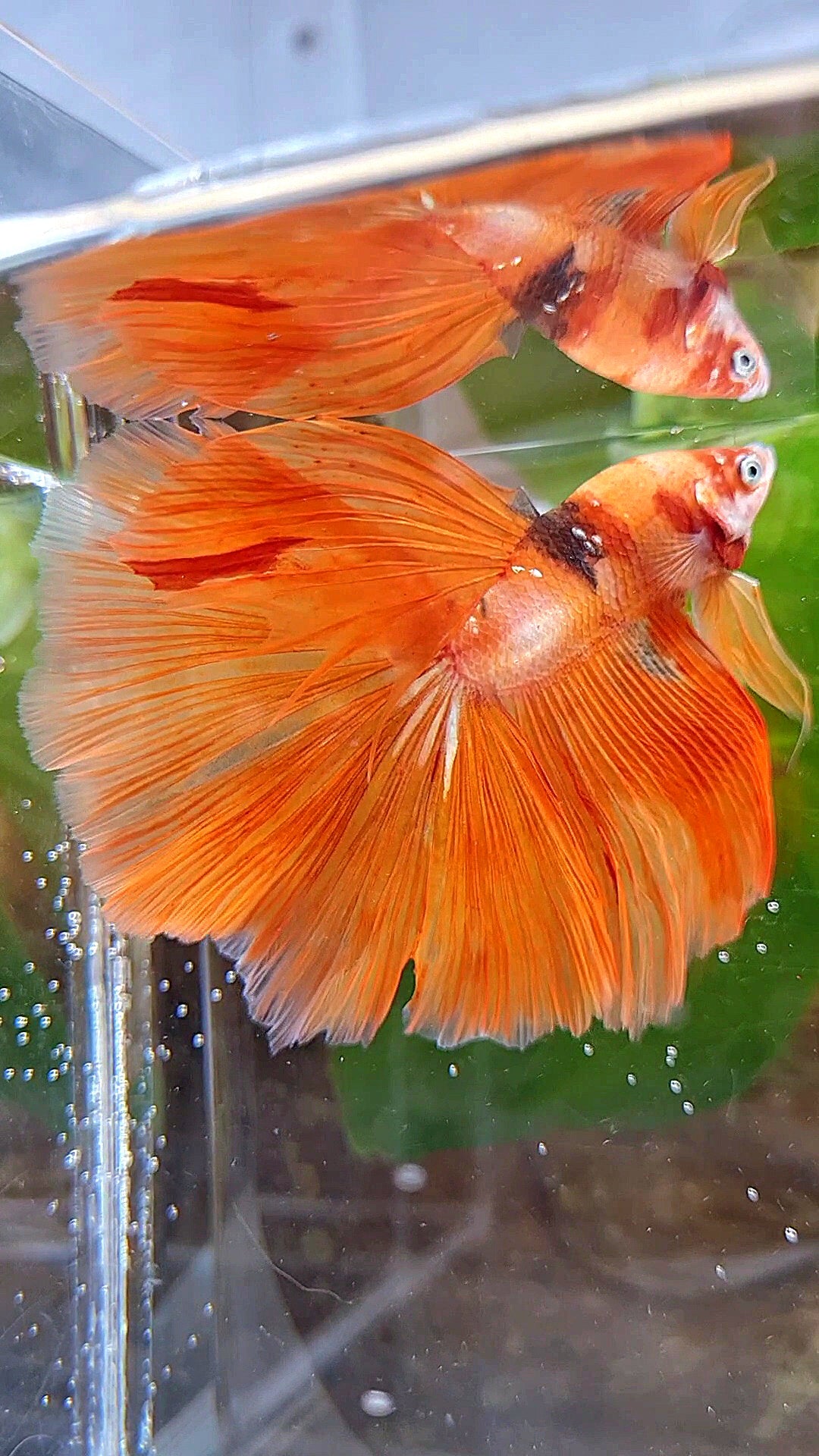 HALFMOON ROSETAIL ORANGE KOI FIRE WILD BETTA FISH