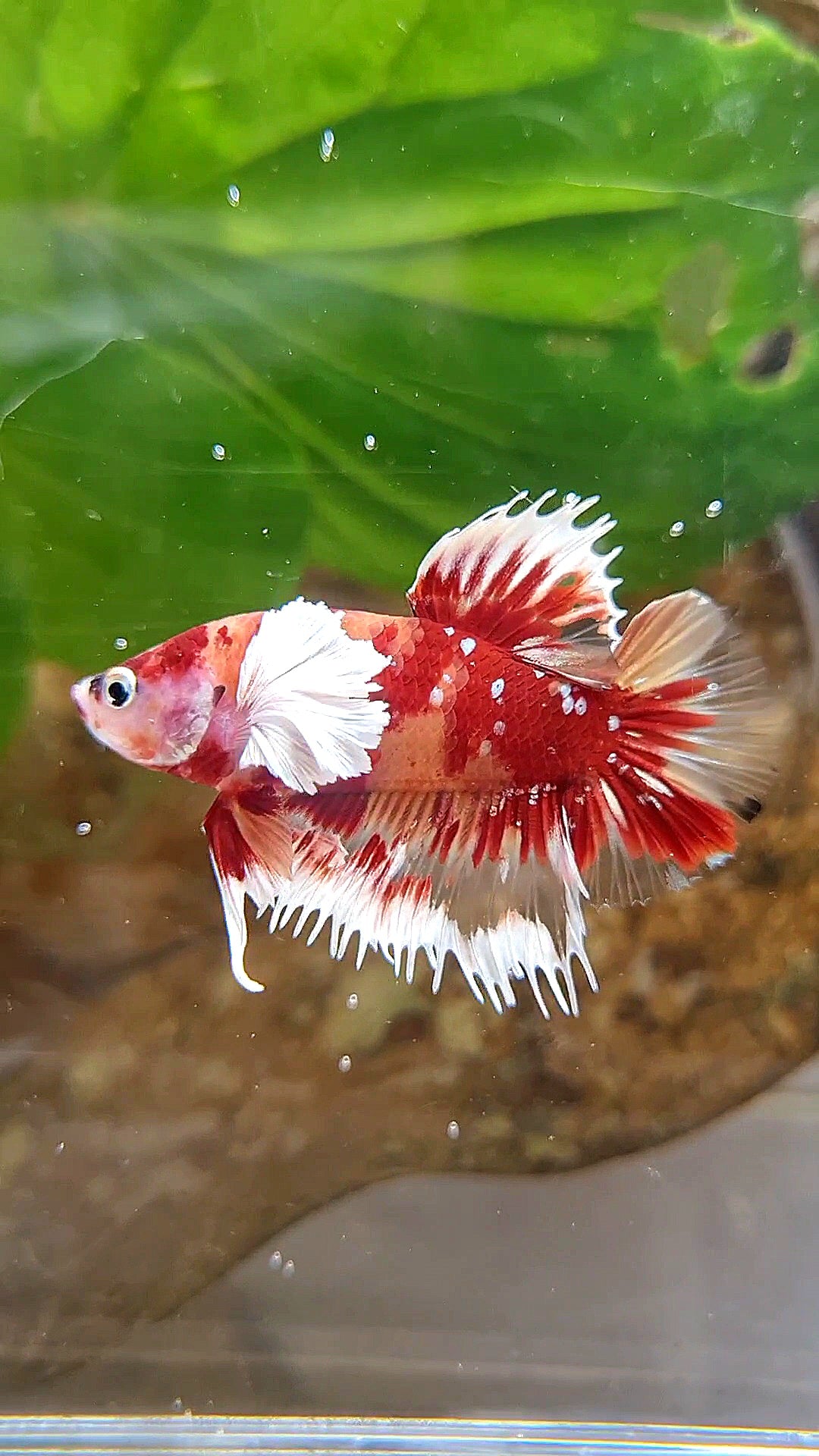 HALFMOON OVER ROSETAIL FANCY MULTICOLOR BETTA FISH