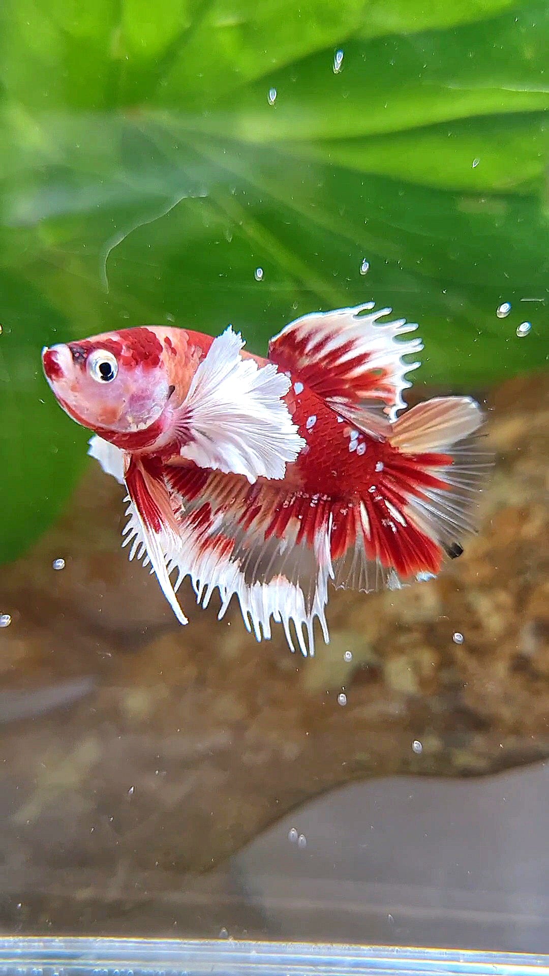 HALFMOON OVER ROSETAIL FANCY MULTICOLOR BETTA FISH