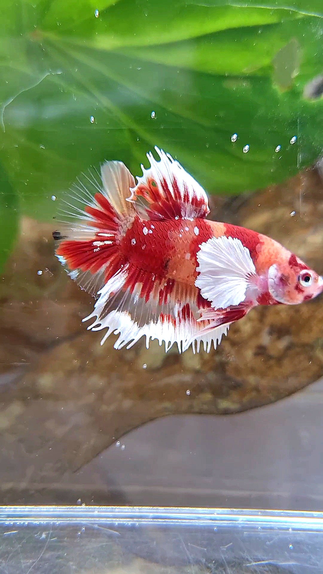 HALFMOON OVER ROSETAIL FANCY MULTICOLOR BETTA FISH