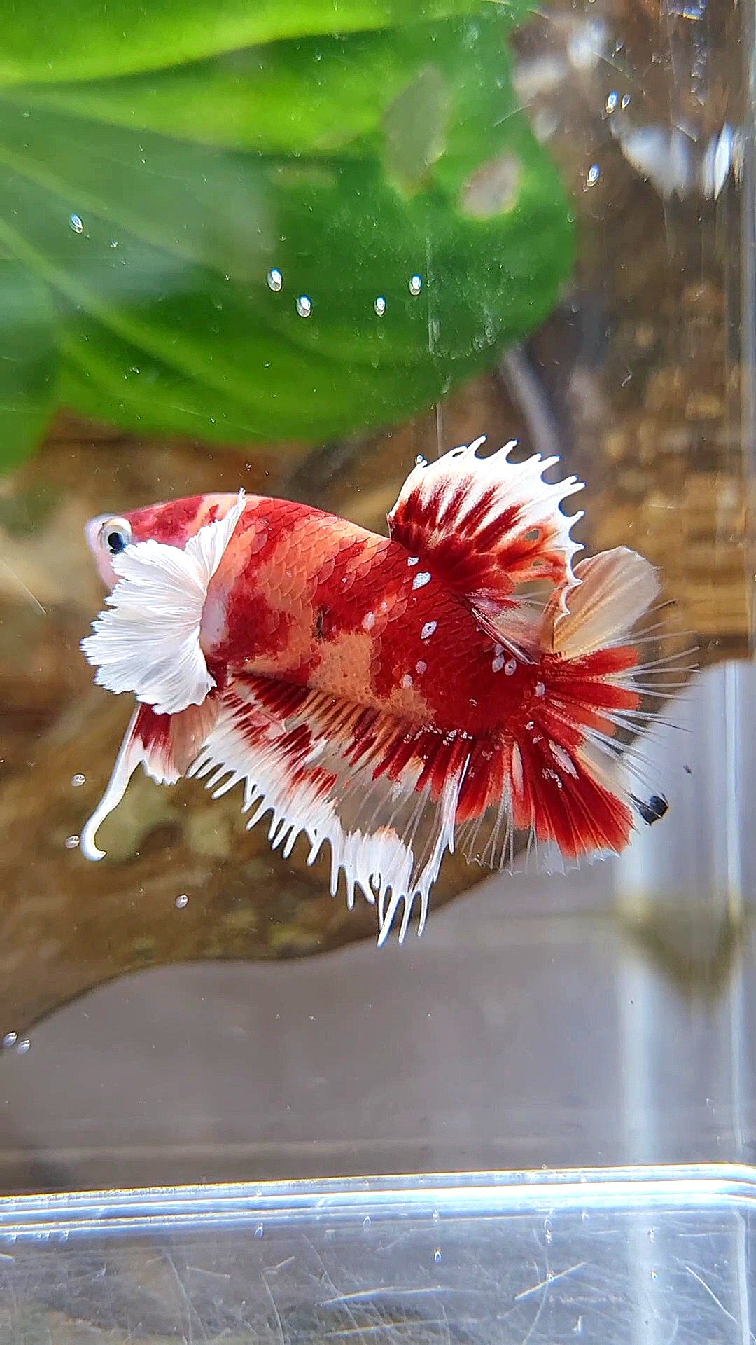 HALFMOON OVER ROSETAIL FANCY MULTICOLOR BETTA FISH