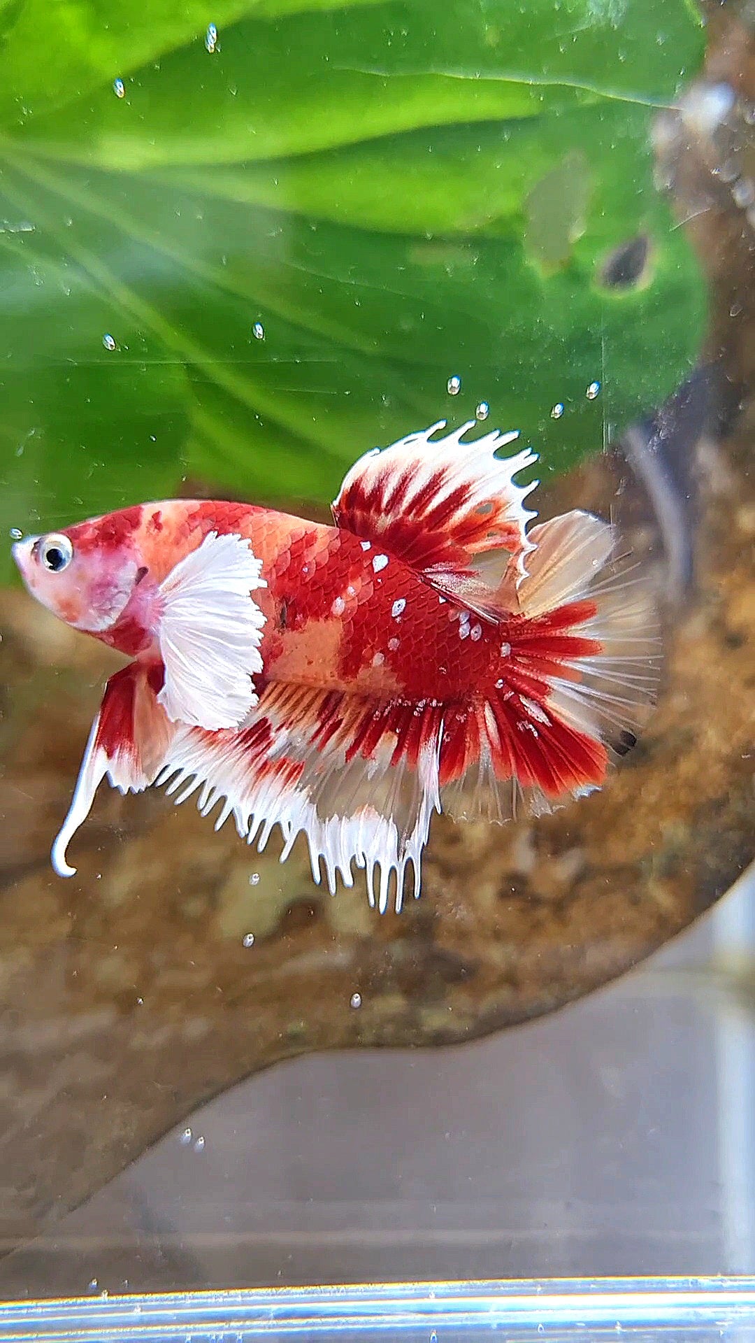 HALFMOON OVER ROSETAIL FANCY MULTICOLOR BETTA FISH