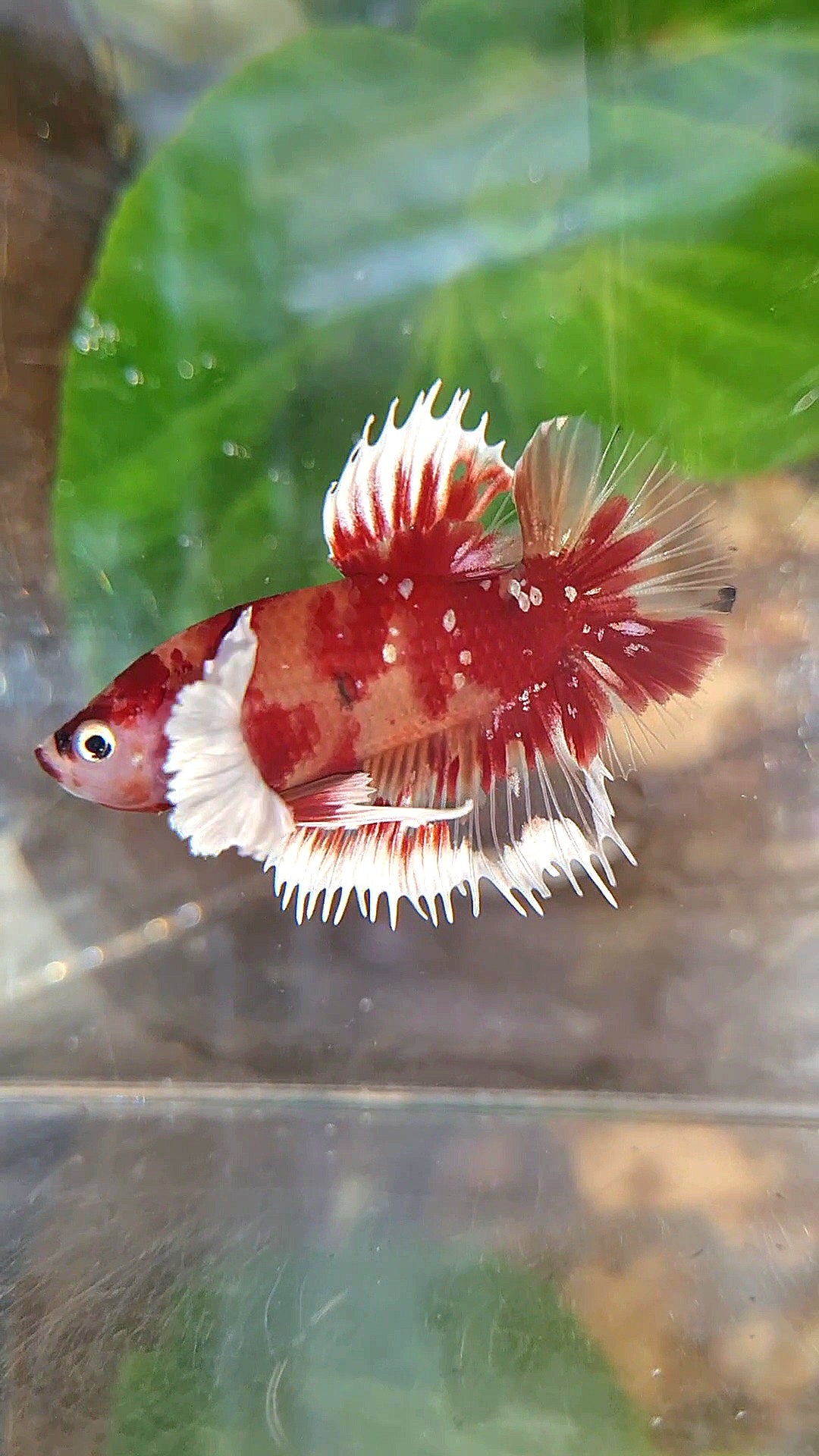 HALFMOON OVER ROSETAIL FANCY MULTICOLOR BETTA FISH