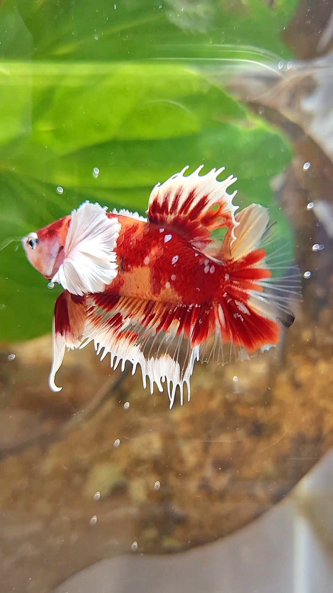 HALFMOON OVER ROSETAIL FANCY MULTICOLOR BETTA FISH