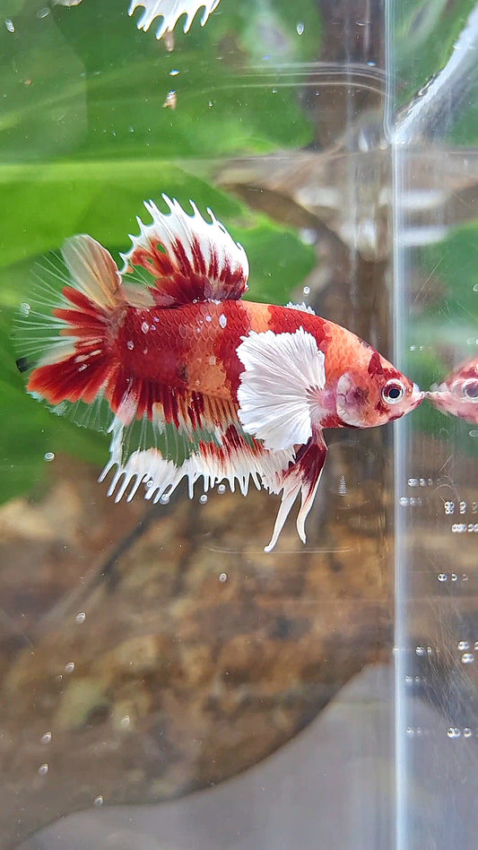 HALFMOON OVER ROSETAIL FANCY MULTICOLOR BETTA FISH