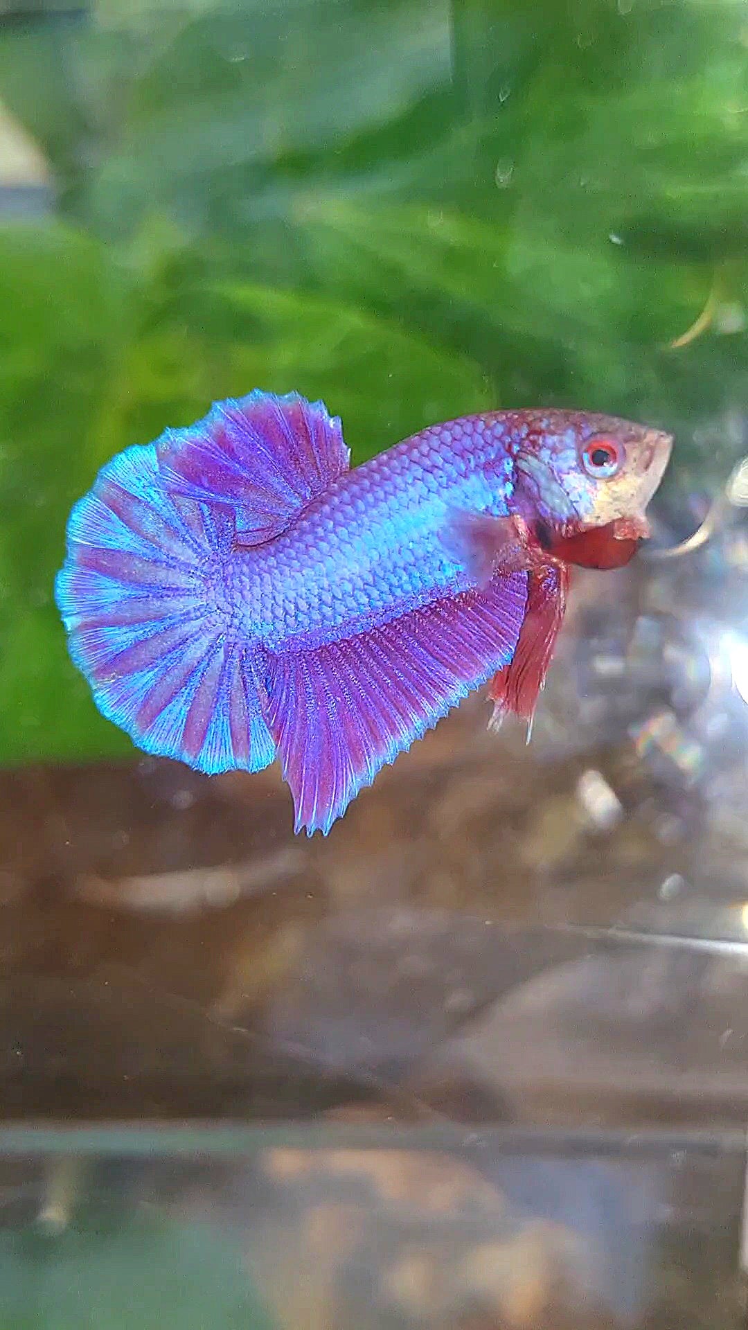 PLAKAT SUPER PURPLE SOLID BETTA FISH