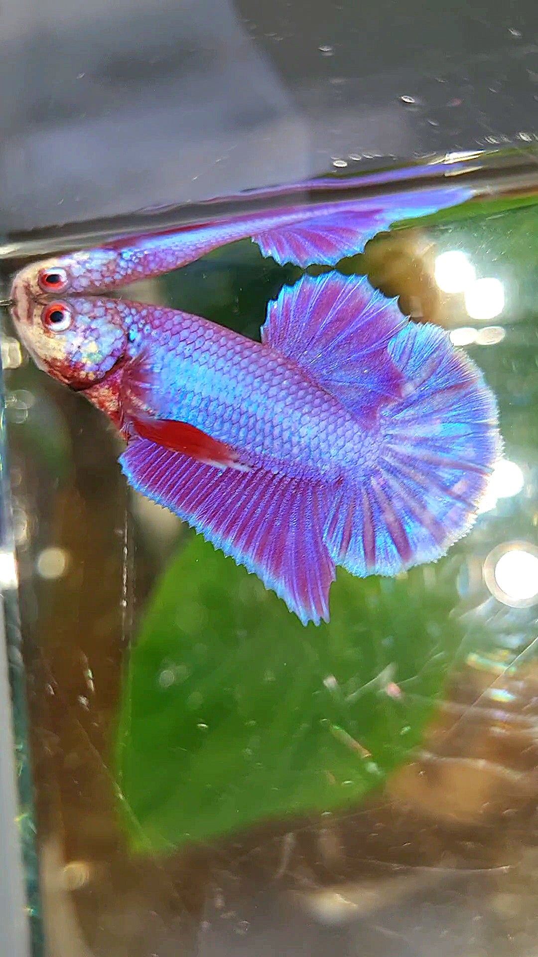 PLAKAT SUPER PURPLE SOLID BETTA FISH