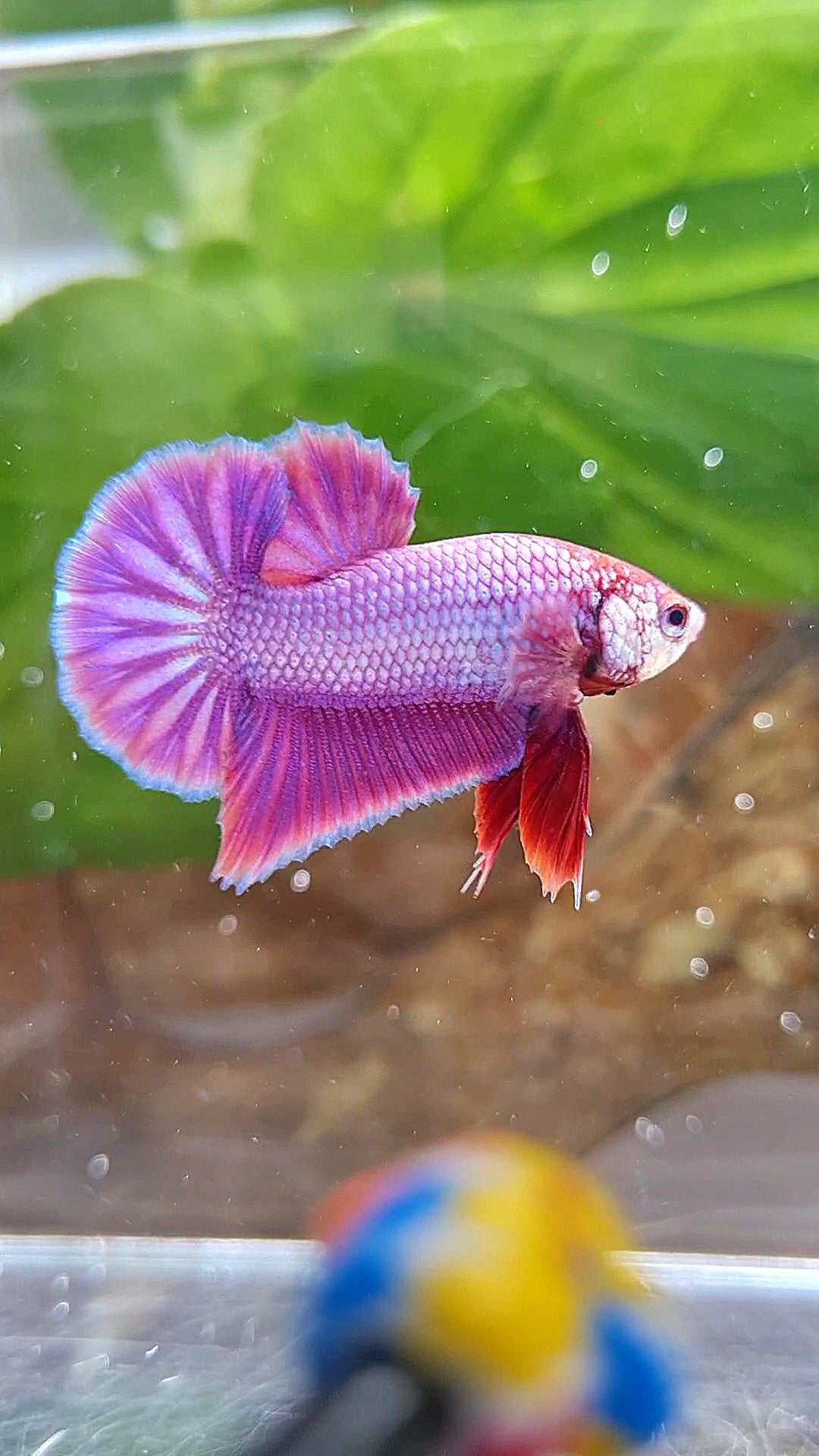 PLAKAT SUPER PURPLE SOLID BETTA FISH